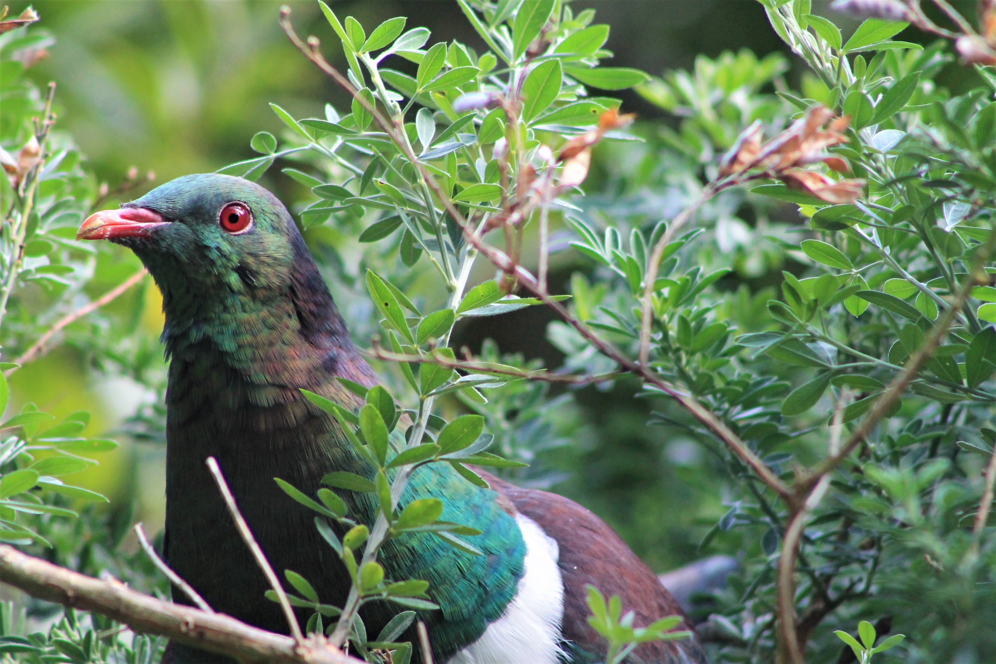 New Zealand Pigeon (Hemiphaga novaeseelandiae)
