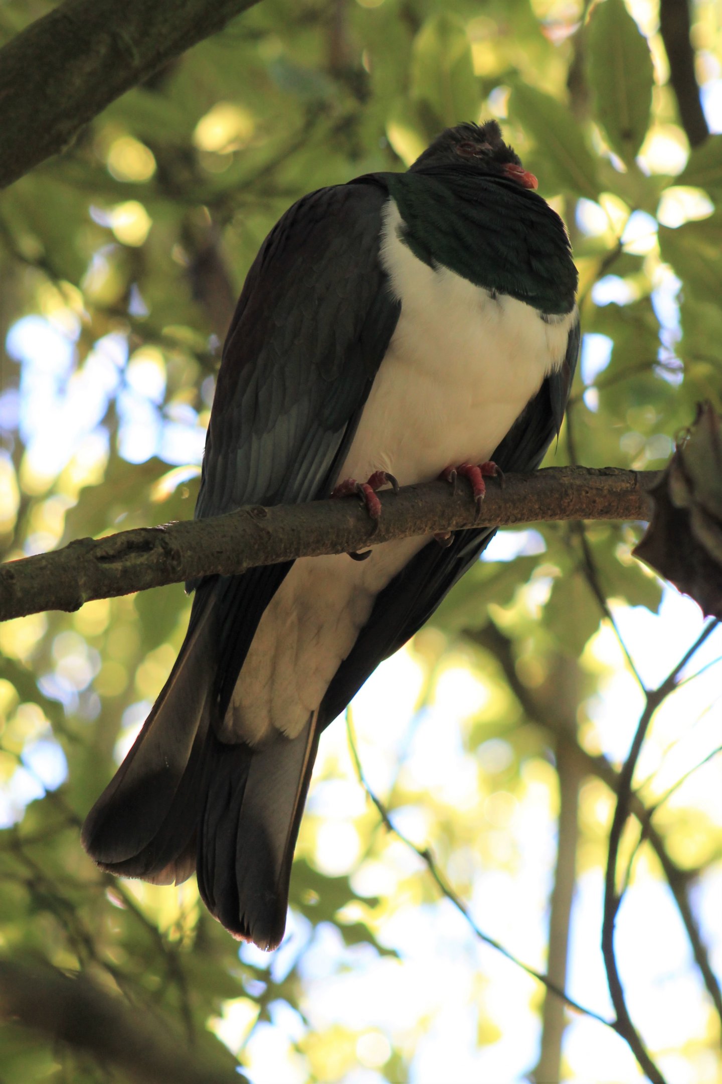 New Zealand Pigeon (Hemiphaga novaeseelandiae)