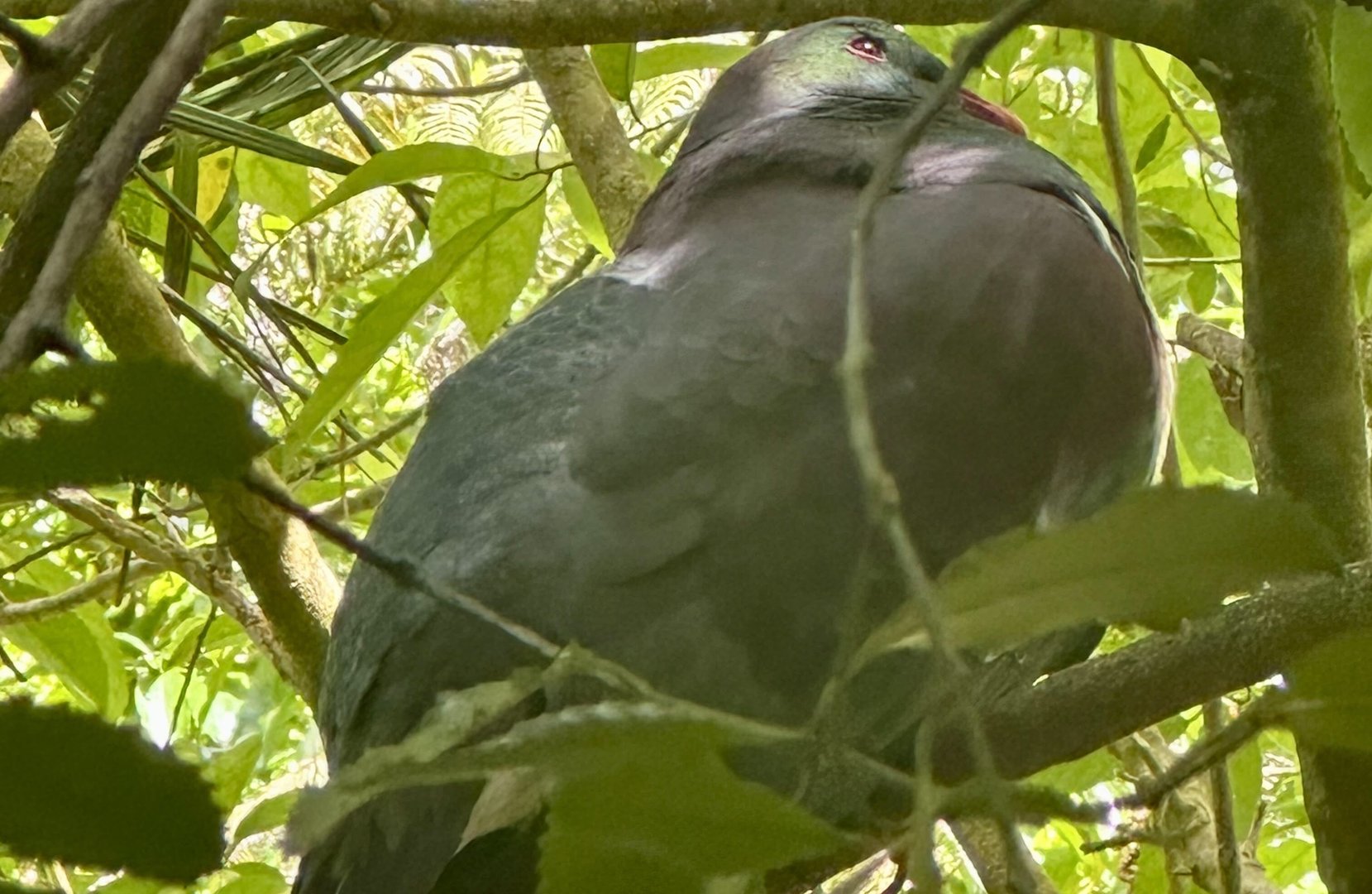New Zealand pigeon (Hemiphaga novaeseelandiae)