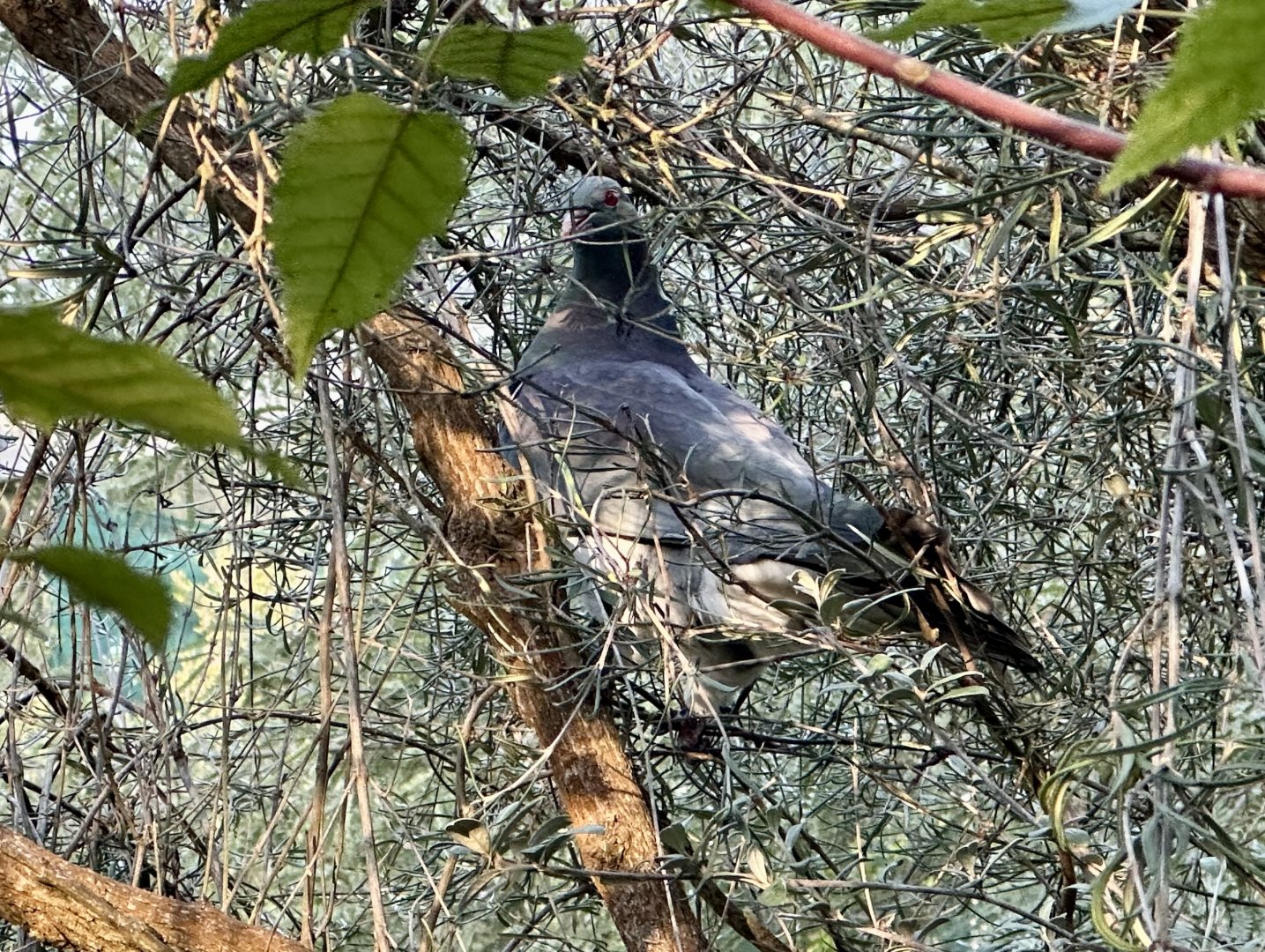 New Zealand pigeon (Hemiphaga novaeseelandiae)