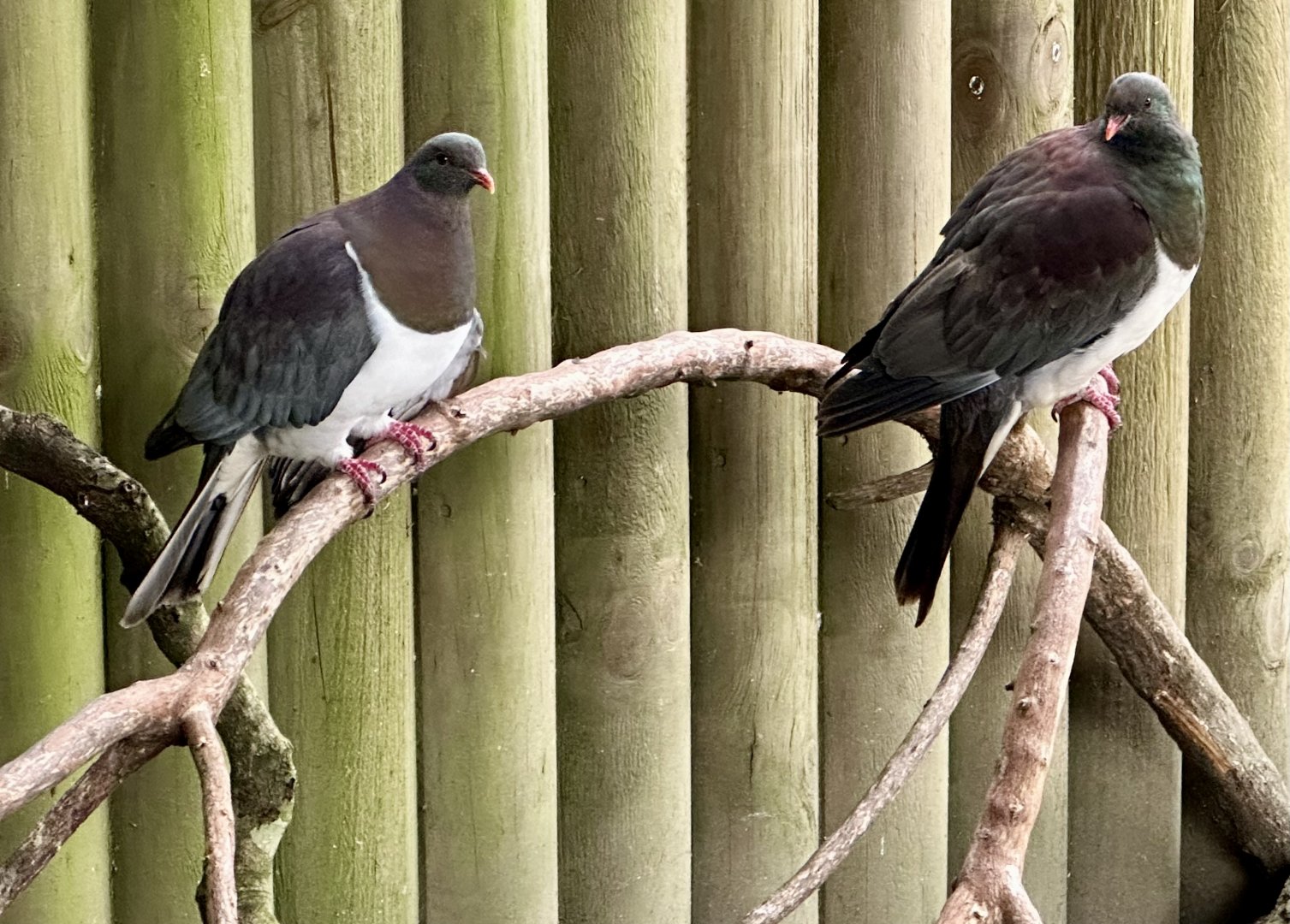 New Zealand pigeon (Hemiphaga novaeseelandiae)
