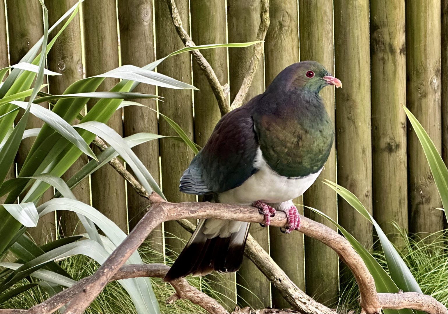 New Zealand pigeon (Hemiphaga novaeseelandiae)