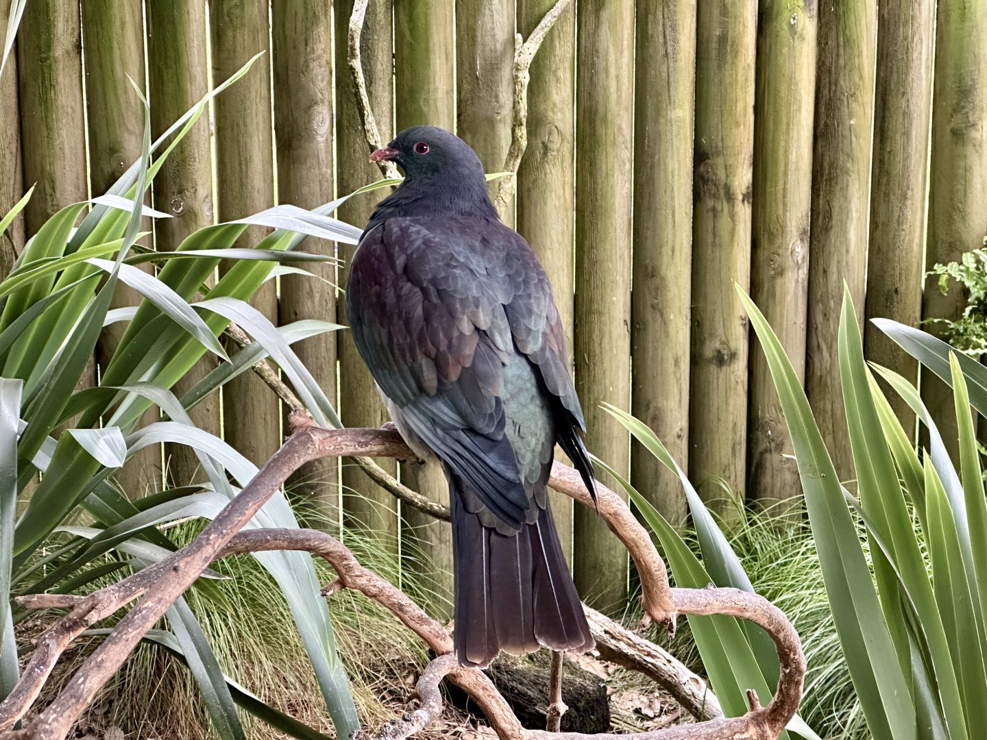 New Zealand pigeon (Hemiphaga novaeseelandiae)