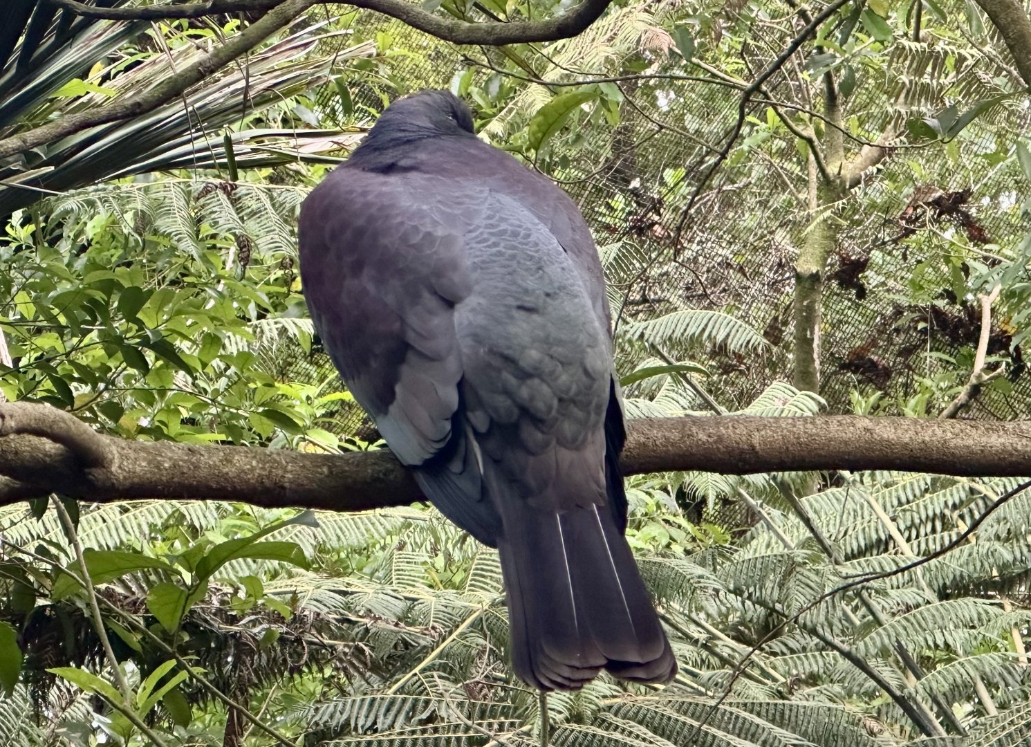 New Zealand pigeon (Hemiphaga novaeseelandiae)