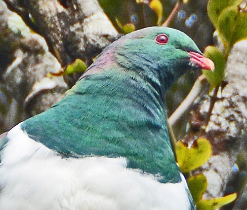 New Zealand pigeon portrait.