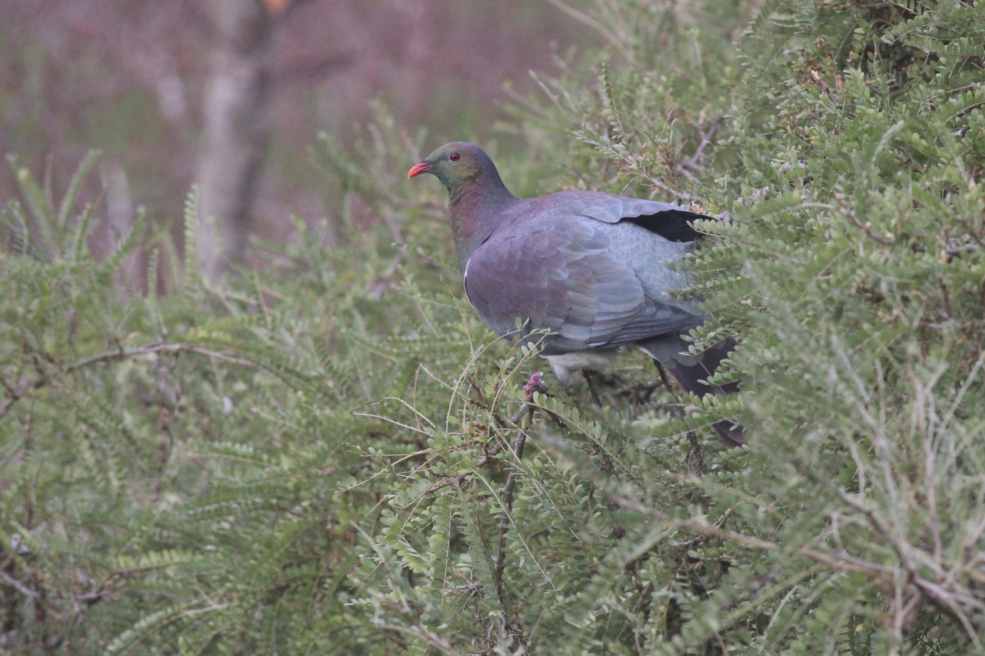 New Zealand Pigeon, Wellington Botanic Garden