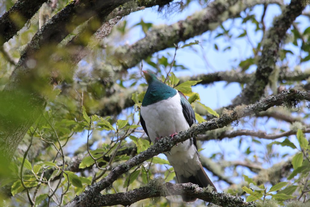 New Zealand Pigeon (wild)