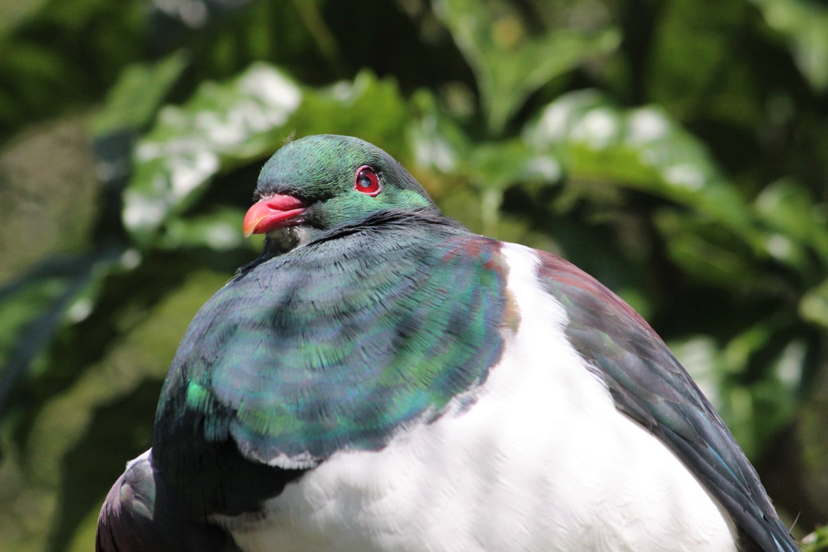 New Zealand Pigeon