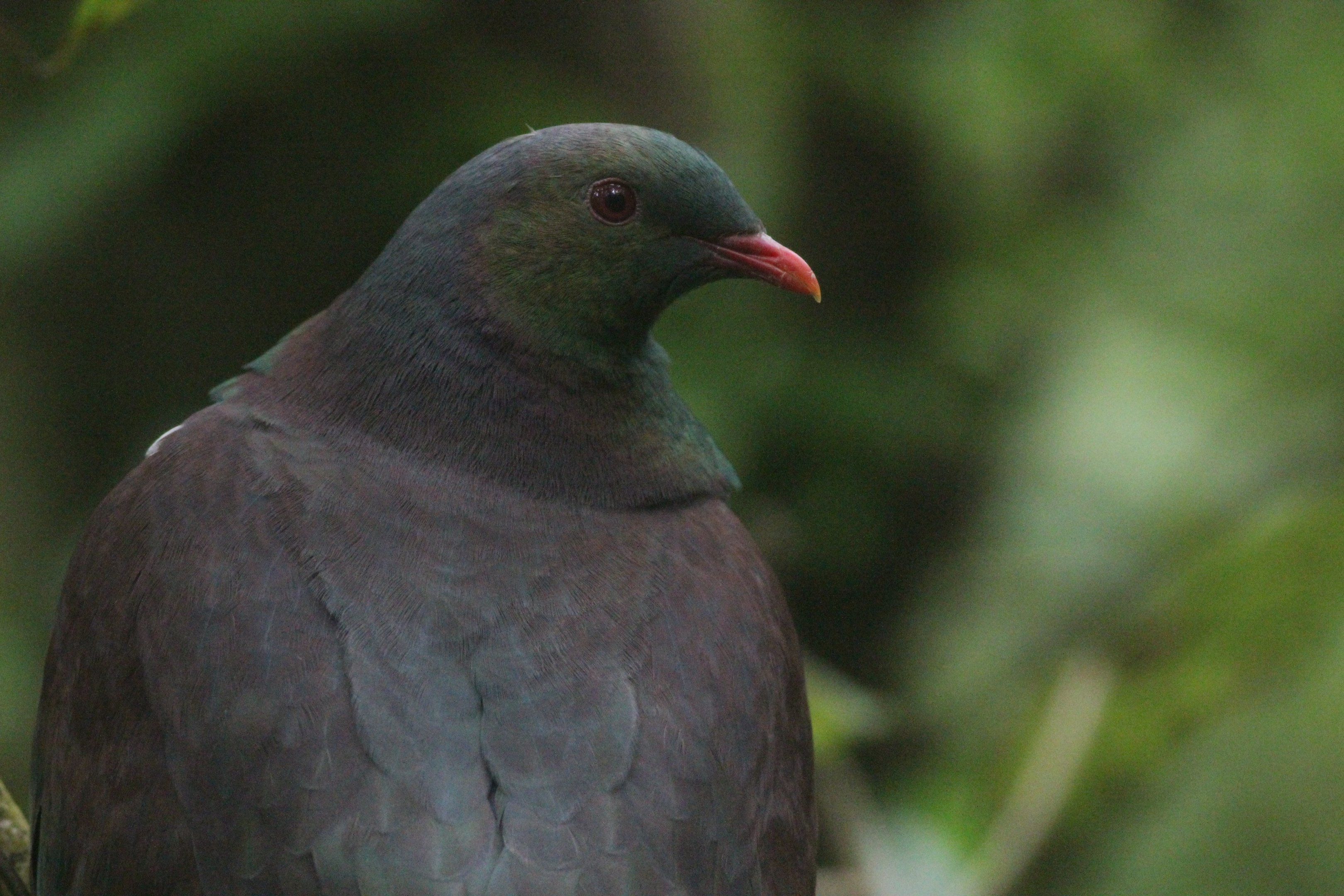 New Zealand Pigeon