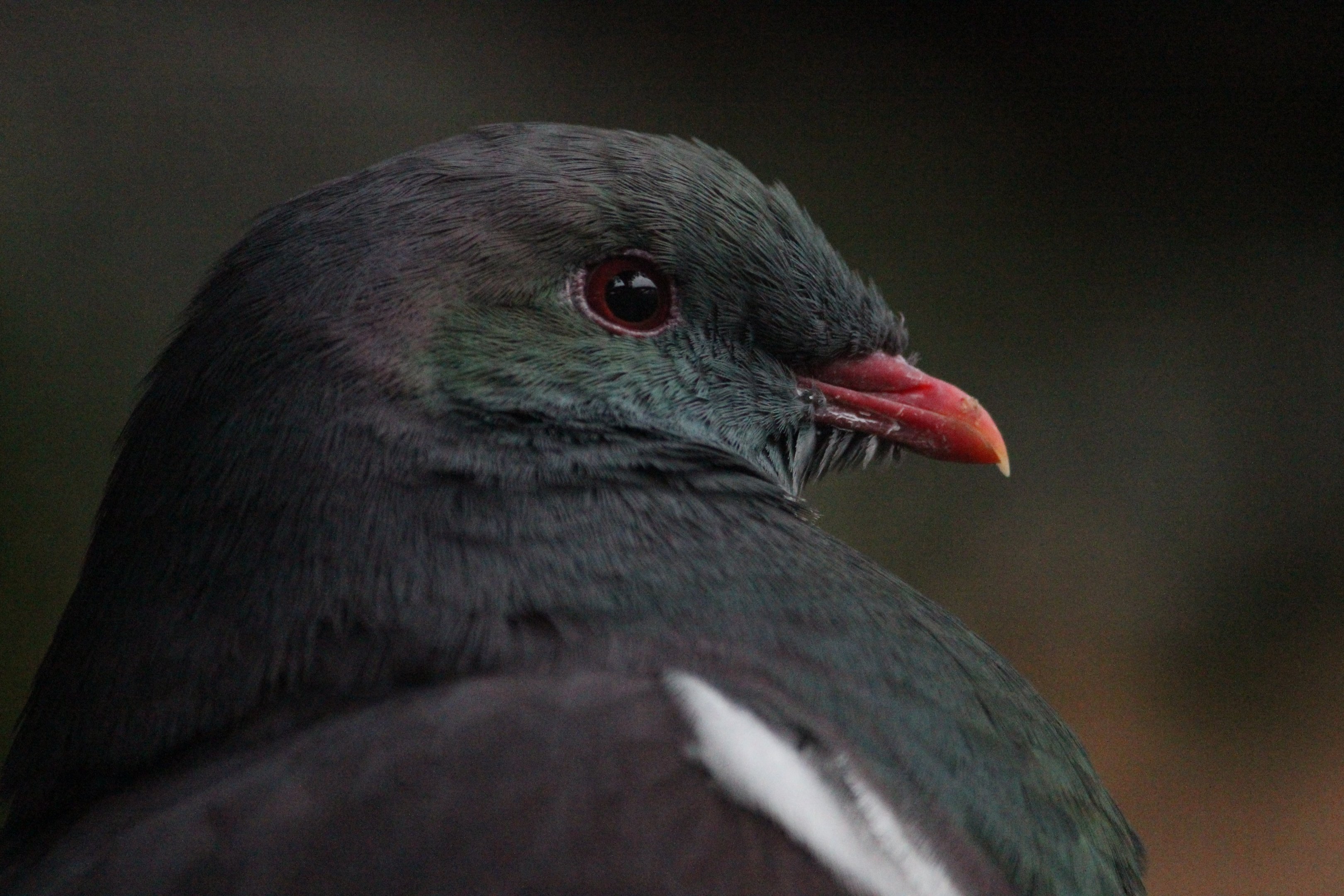 New Zealand Pigeon