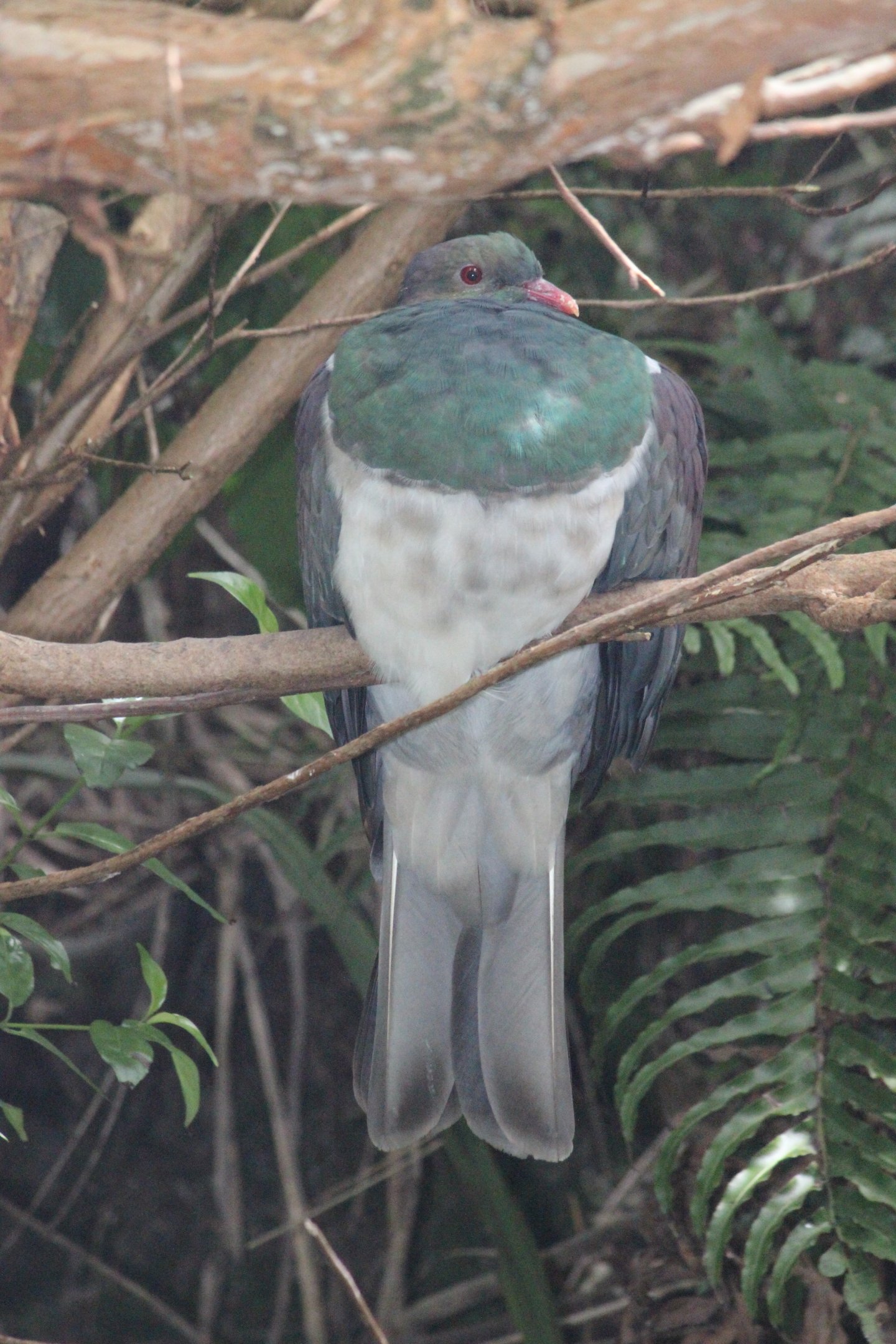 New Zealand Pigeon