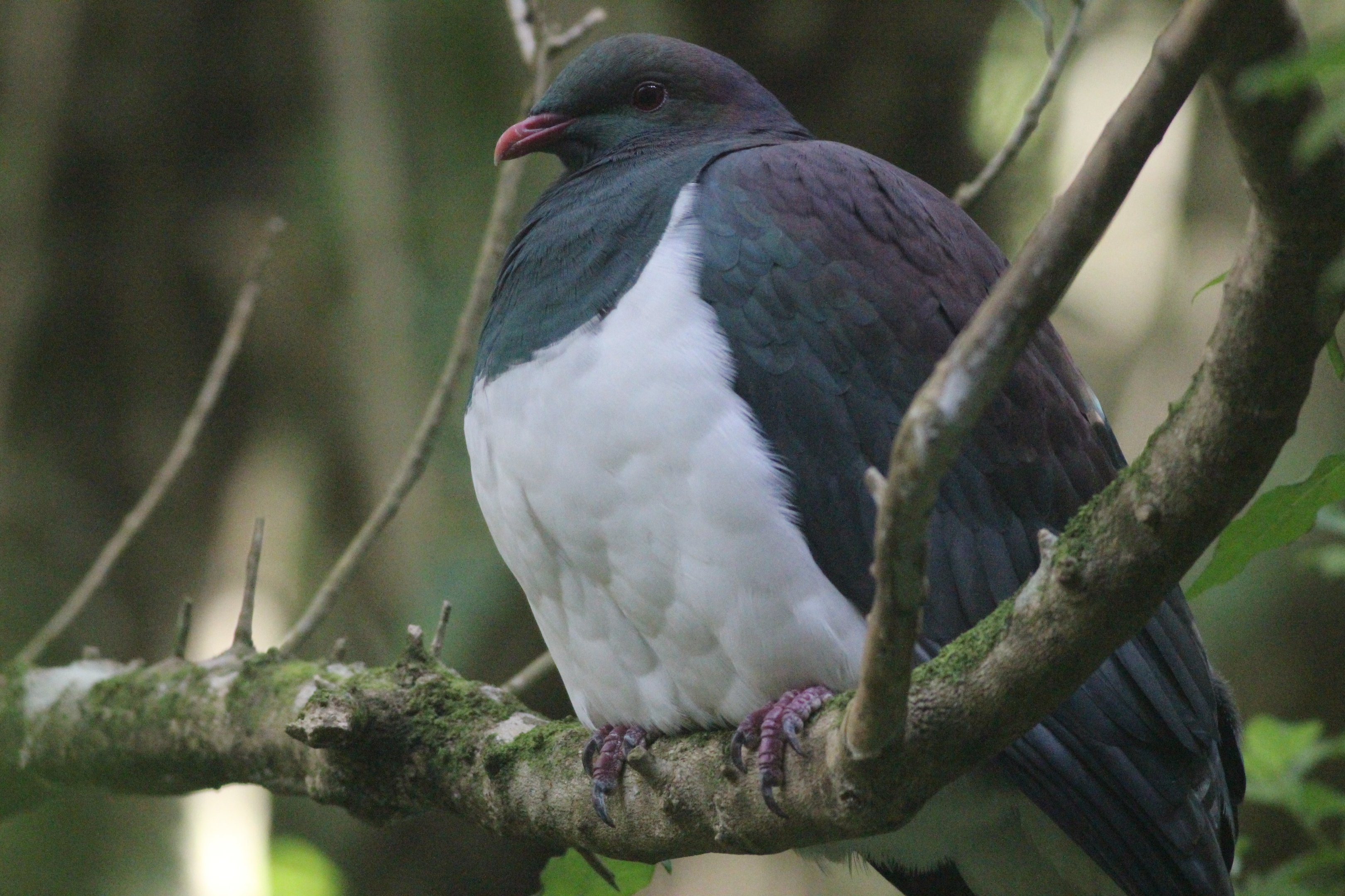 New Zealand Pigeon