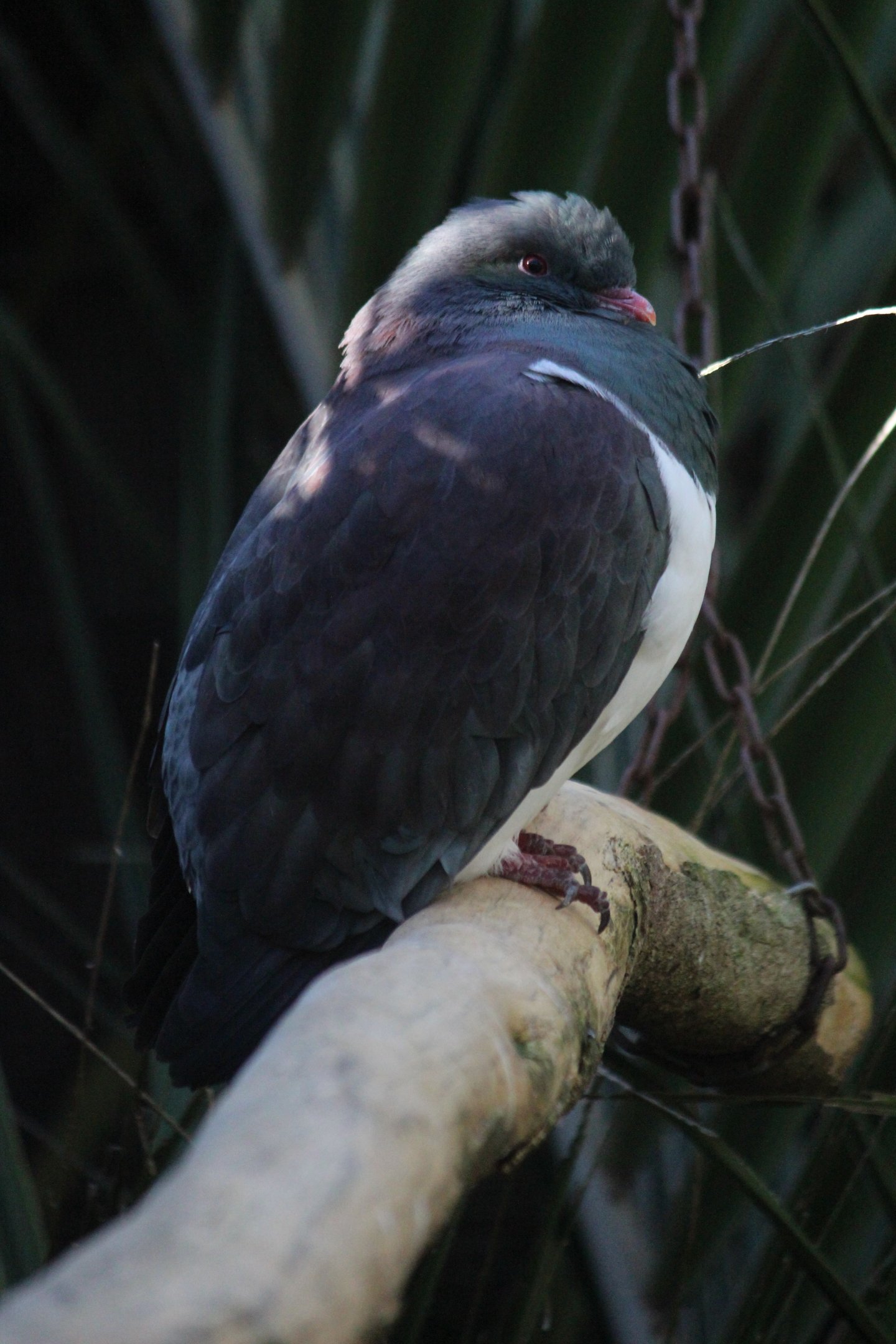 New Zealand Pigeon
