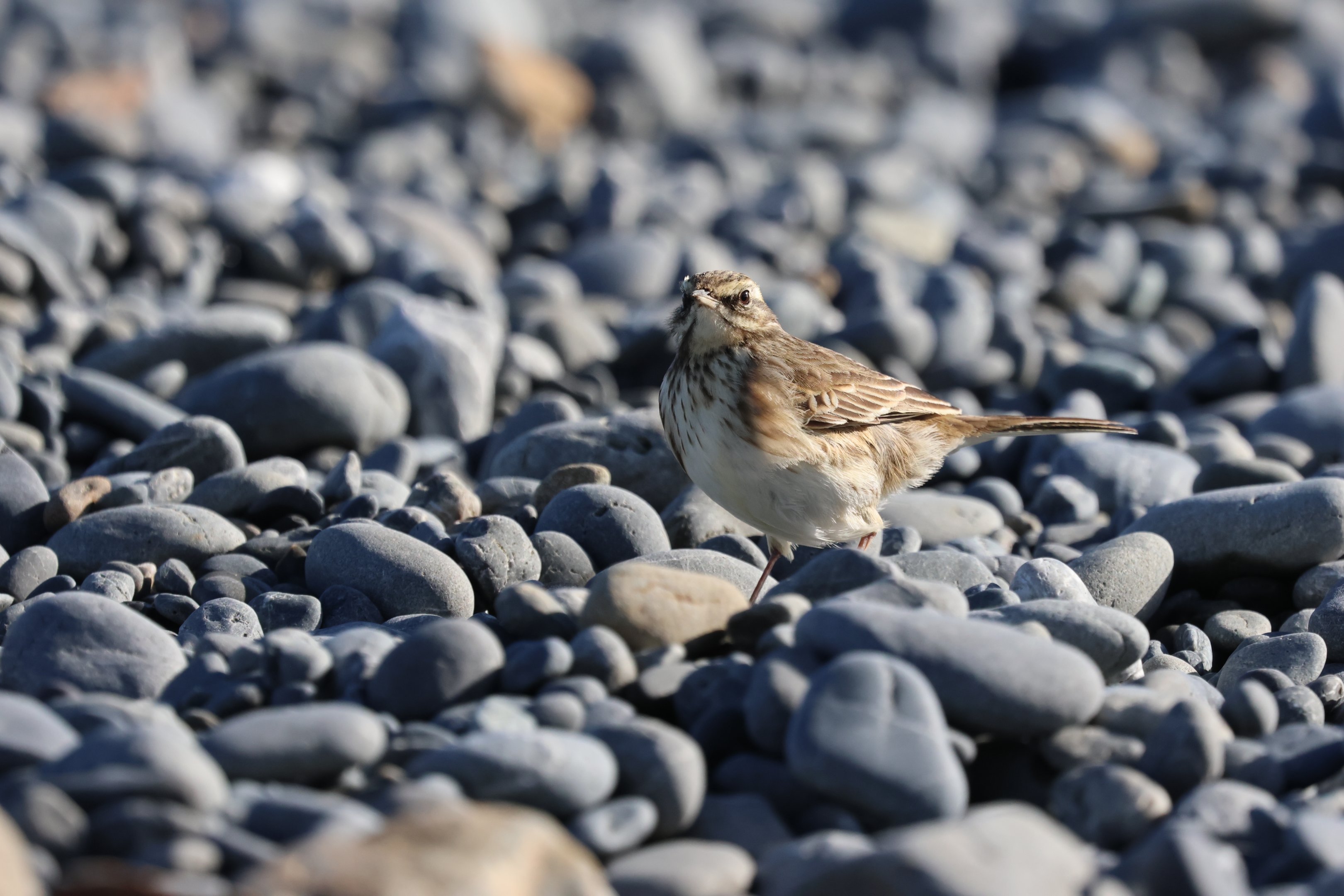 New Zealand Pipit (Anthus novaeseelandiae novaeseelandiae), Pencarrow Coast Road (Lower Hutt, Wellington)