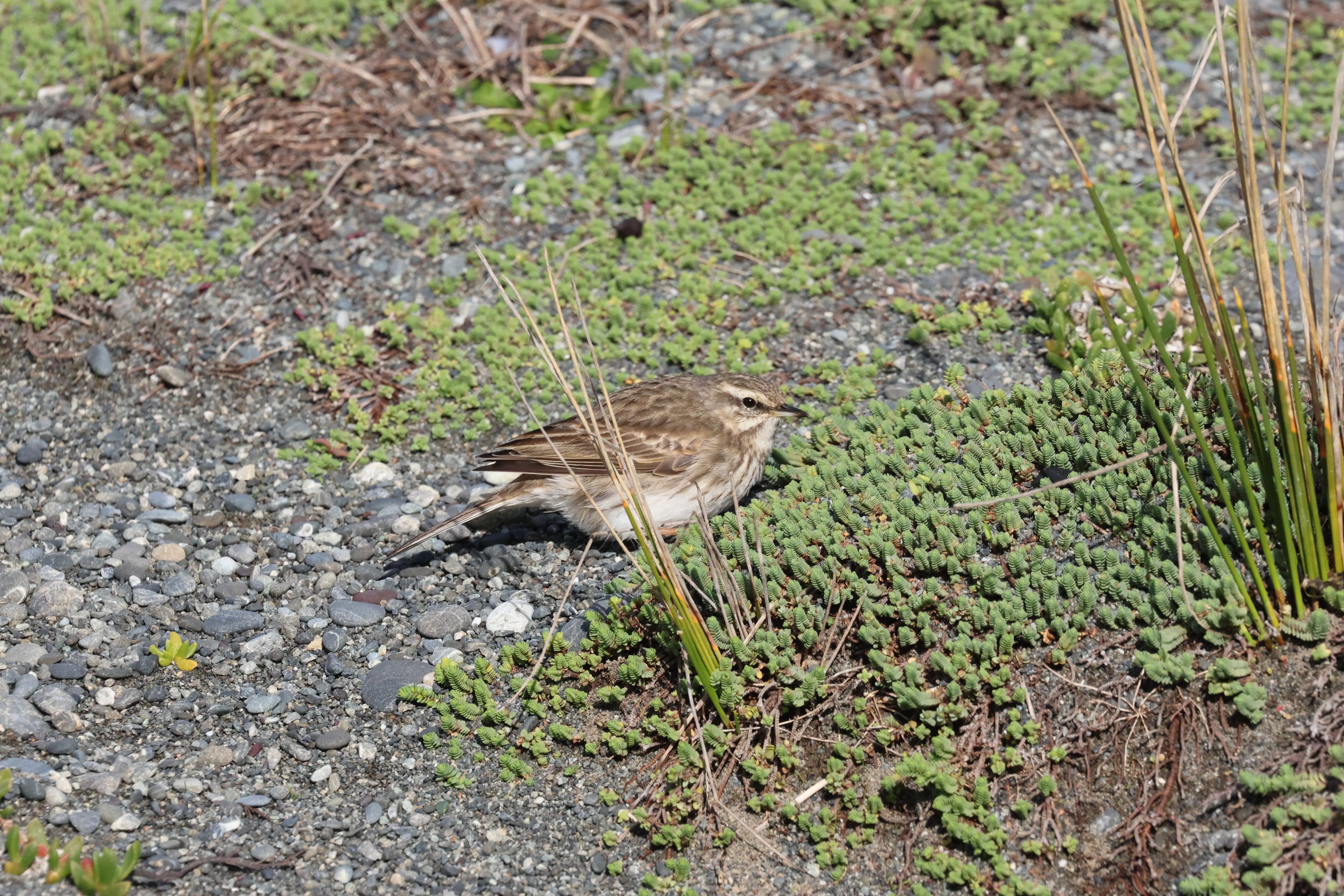 New Zealand Pipit (Anthus novaeseelandiae novaeseelandiae), Pencarrow Coast Road (Lower Hutt, Wellington)