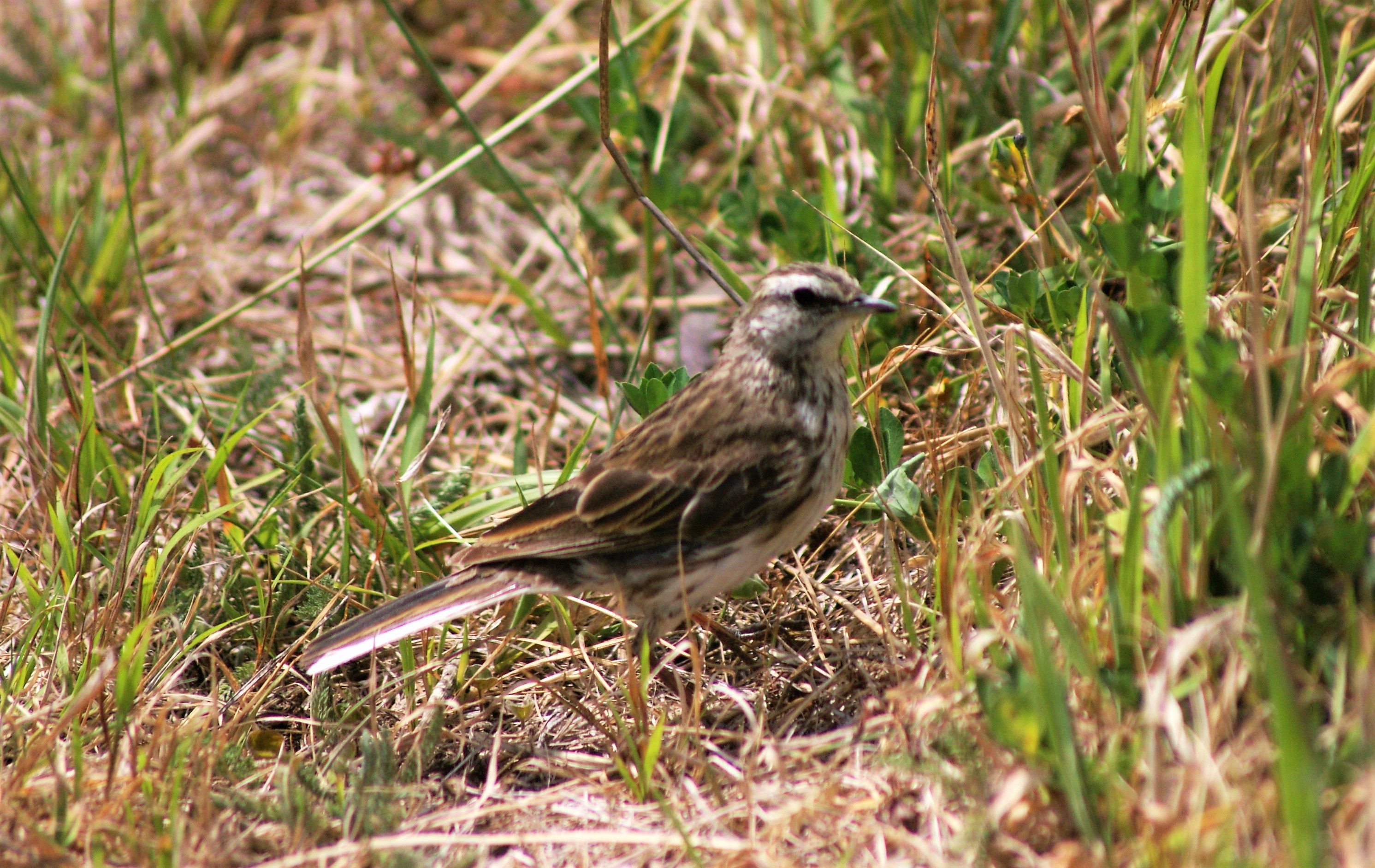 New Zealand Pipit (Anthus novaeseelandiae novaeseelandiae)