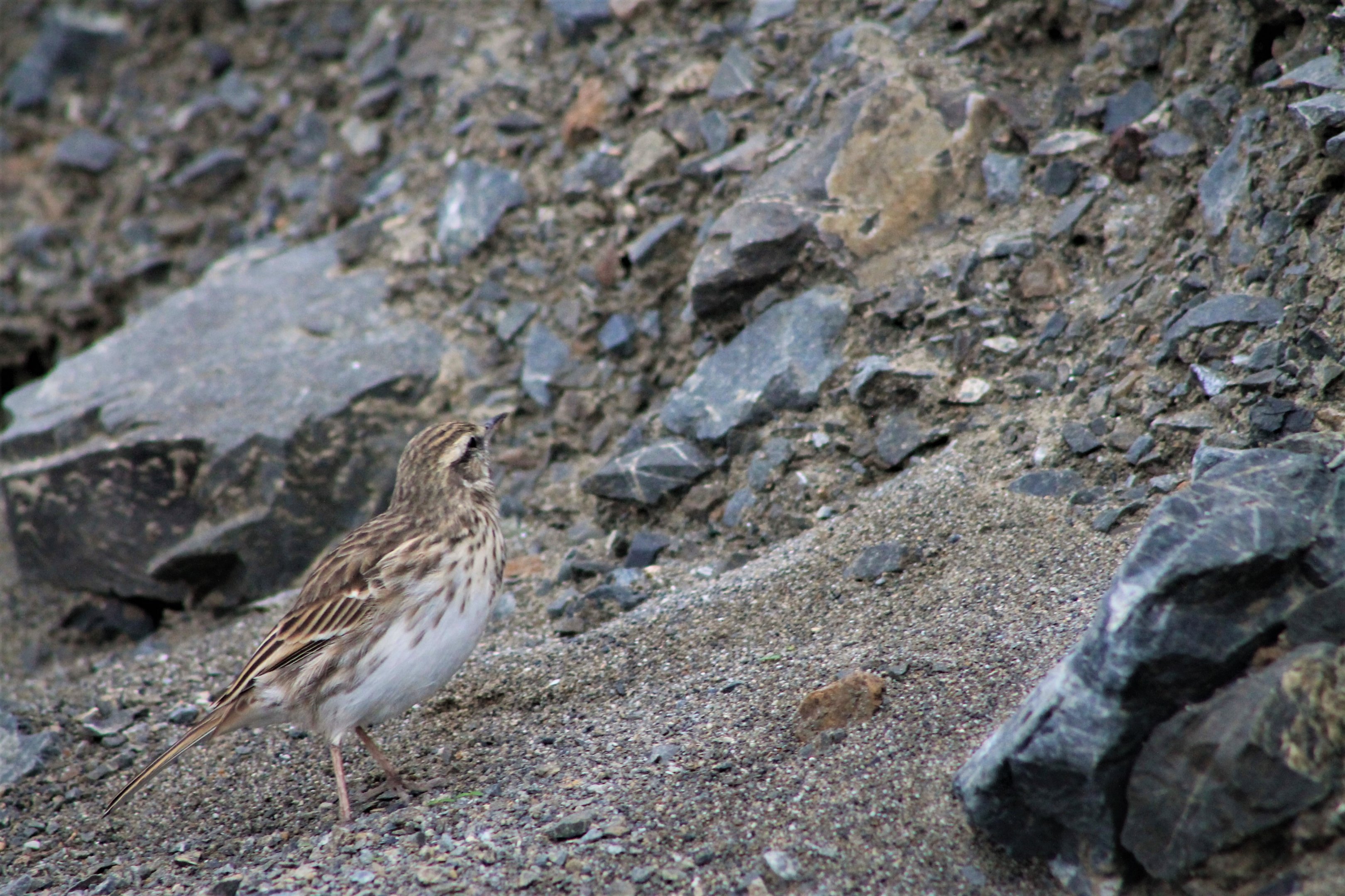 New Zealand Pipit (Anthus novaeseelandiae)