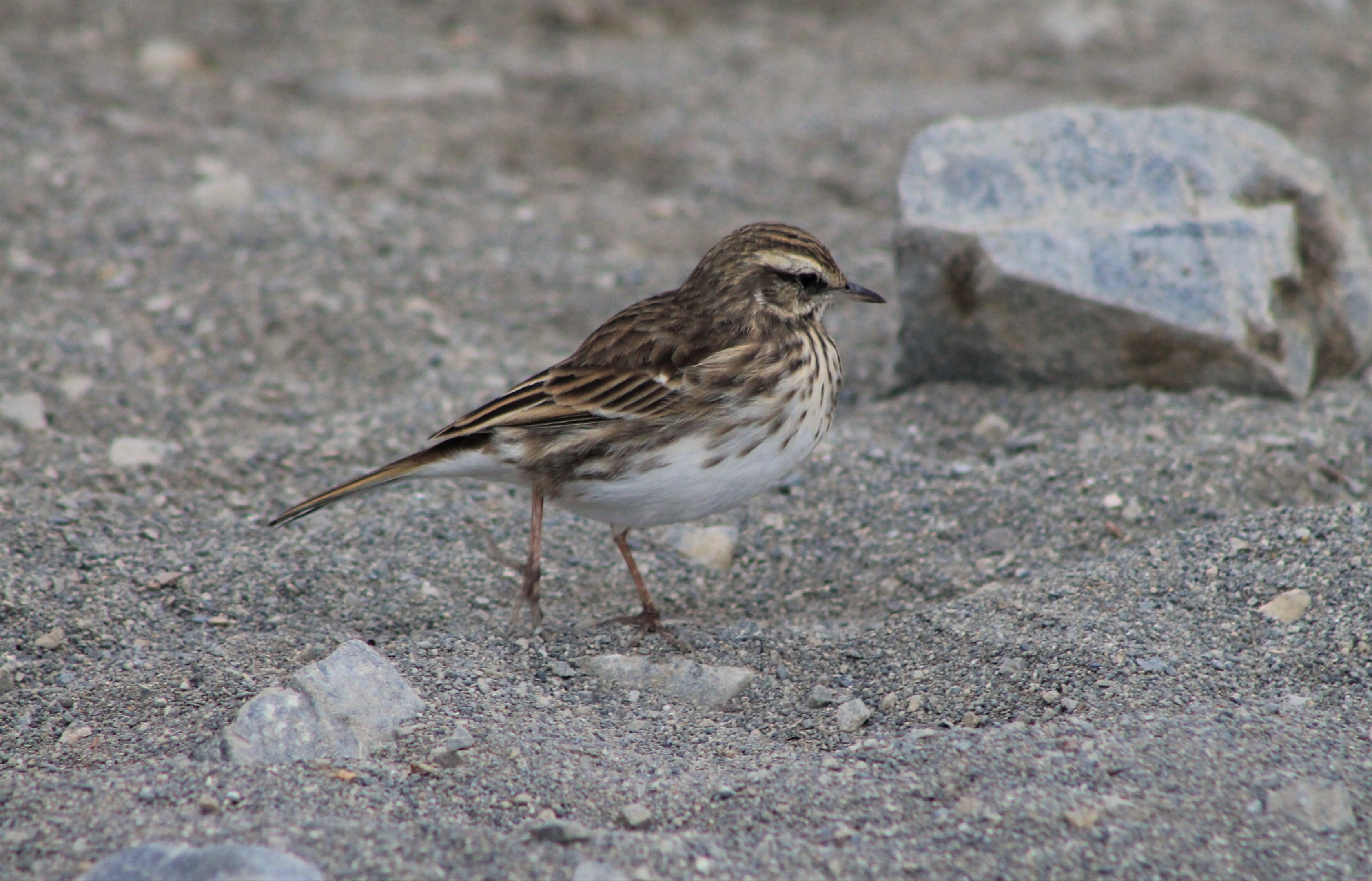 New Zealand Pipit (Anthus novaeseelandiae)