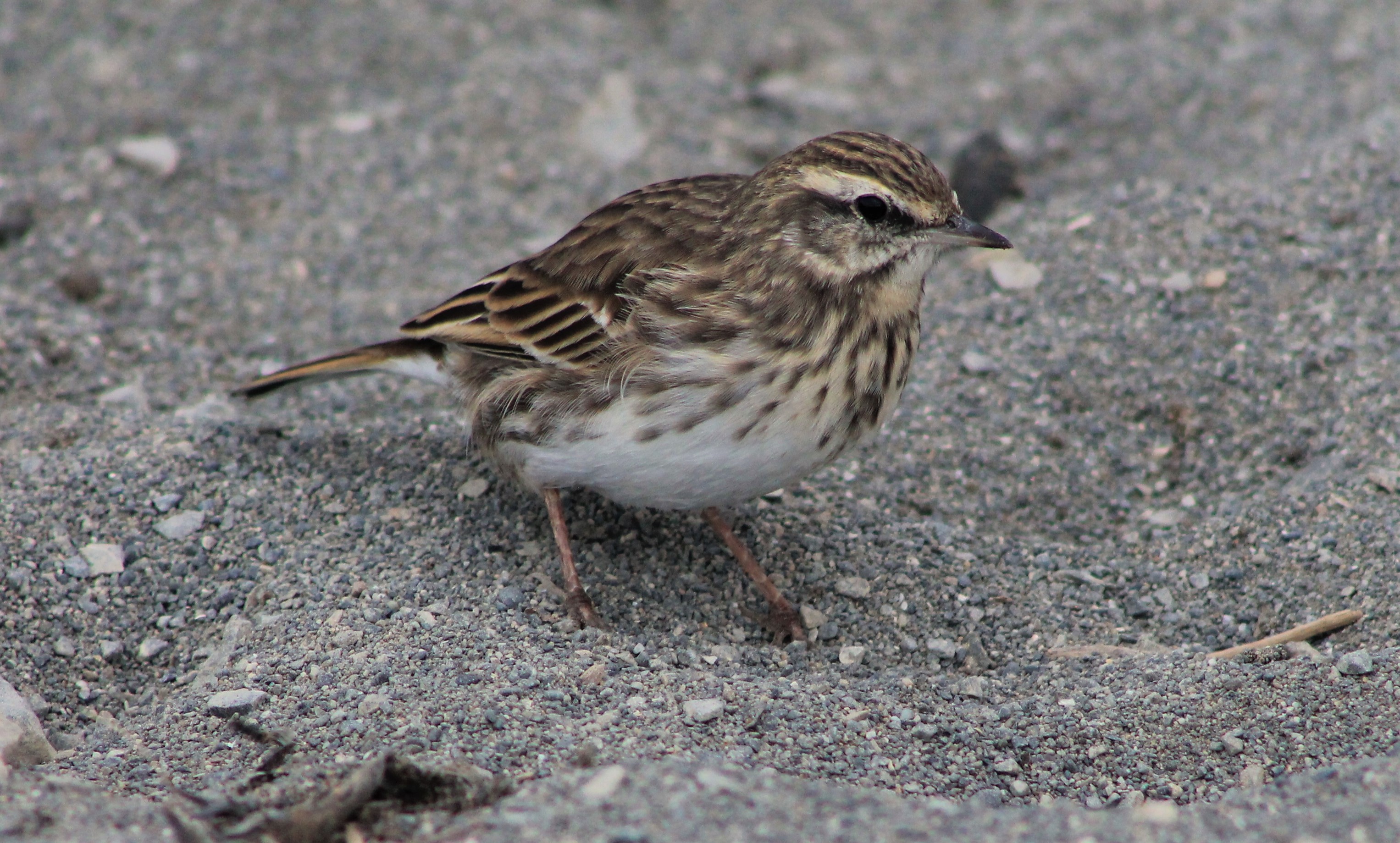 New Zealand Pipit (Anthus novaeseelandiae)