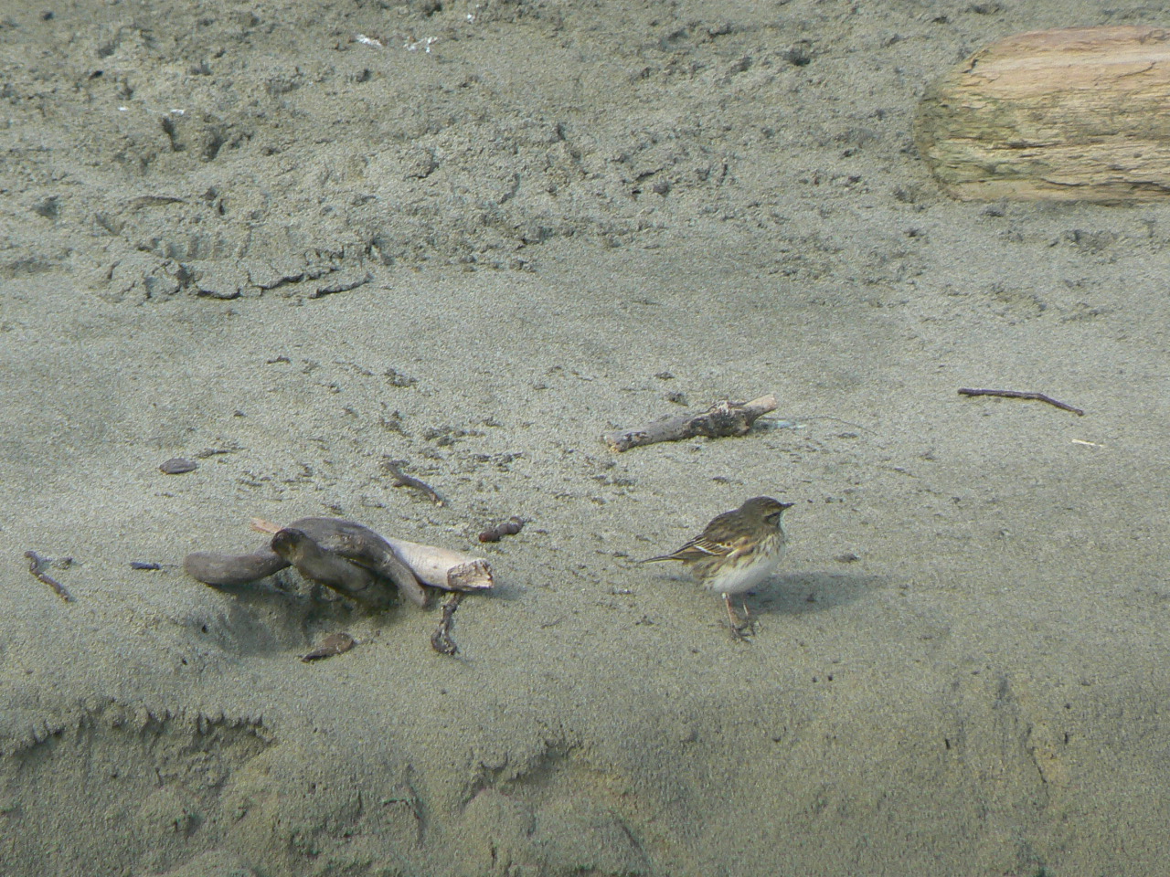 New Zealand Pipit, Stewart Island, 2010.