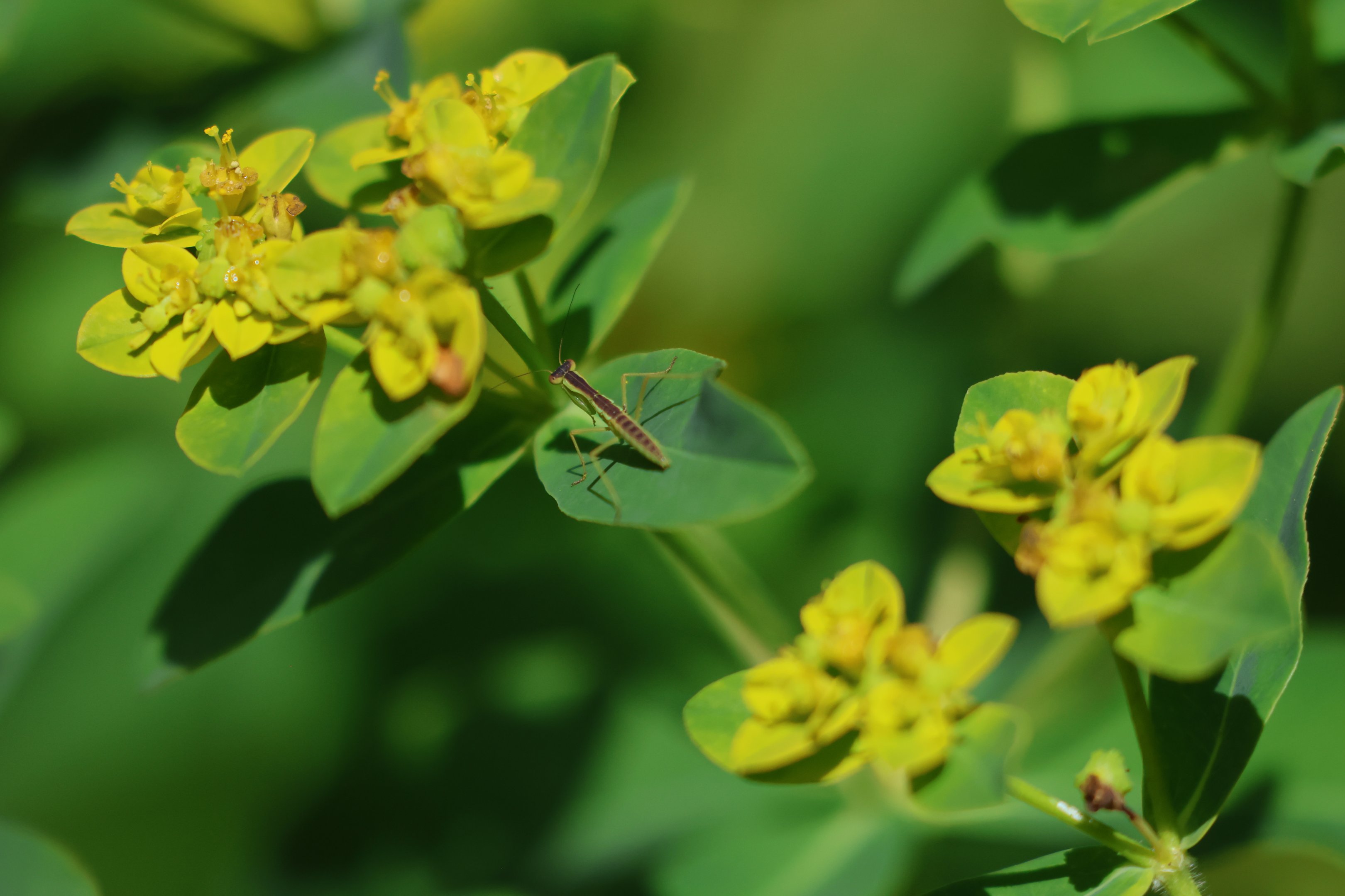 New Zealand Praying Mantis (Orthodera novaezealandiae) nymph, Wellington