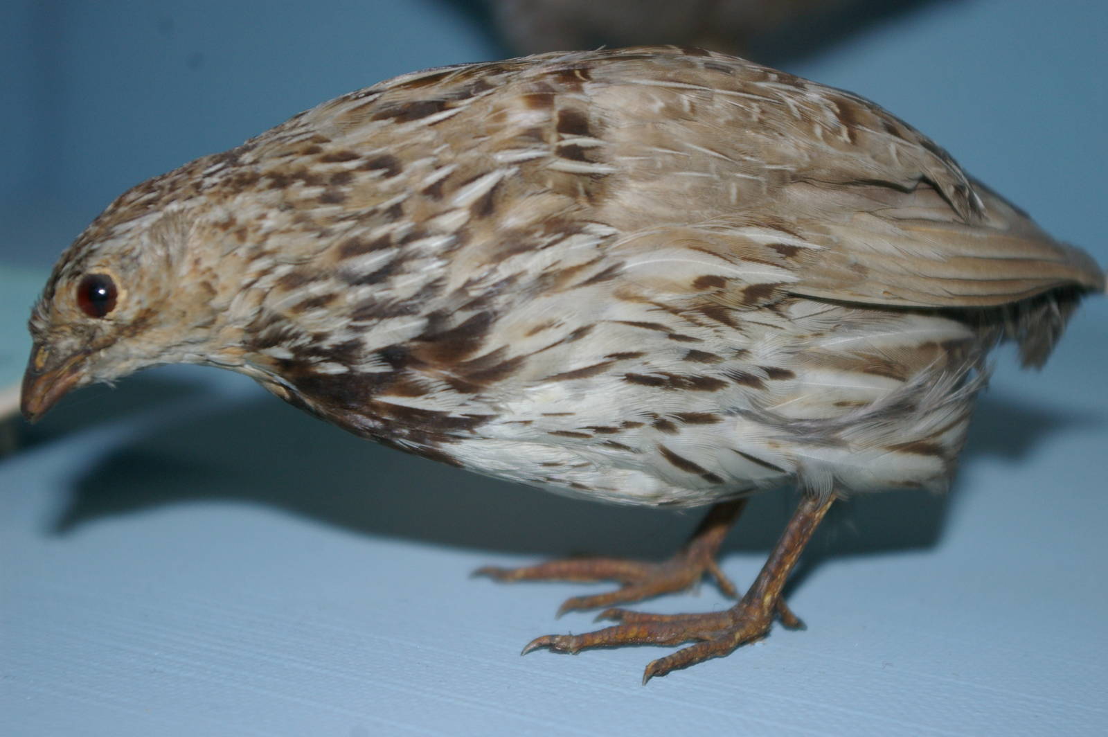 New Zealand quail (Coturnix novaezelandiae)