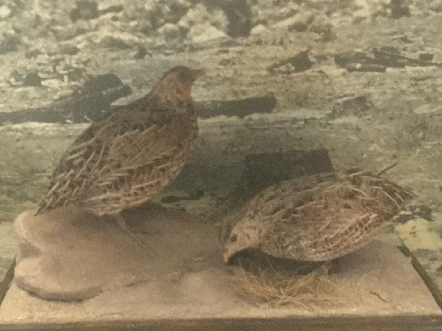 New Zealand quail