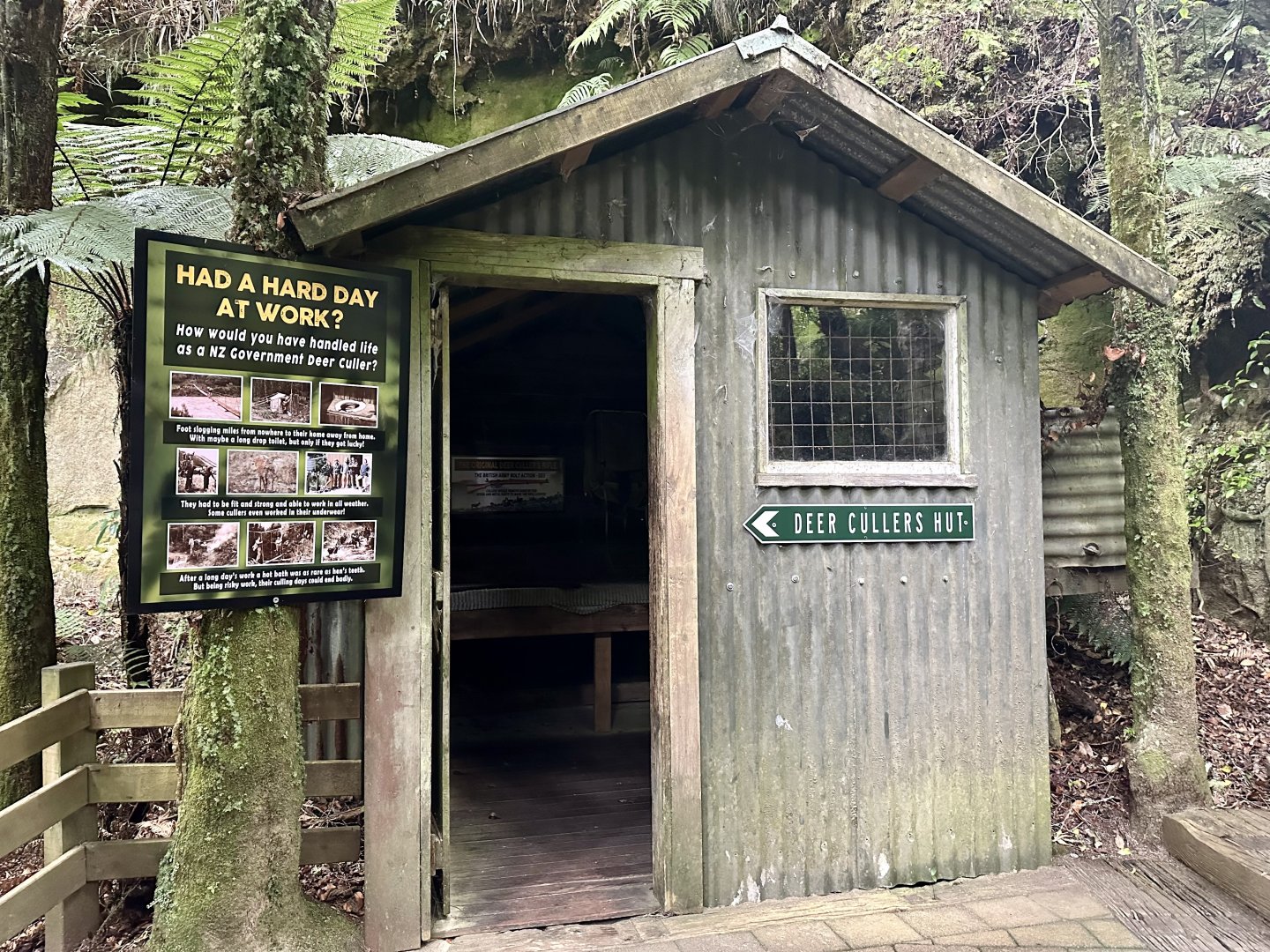 New Zealand Rainforest Trail (Deer Cullers Hut)