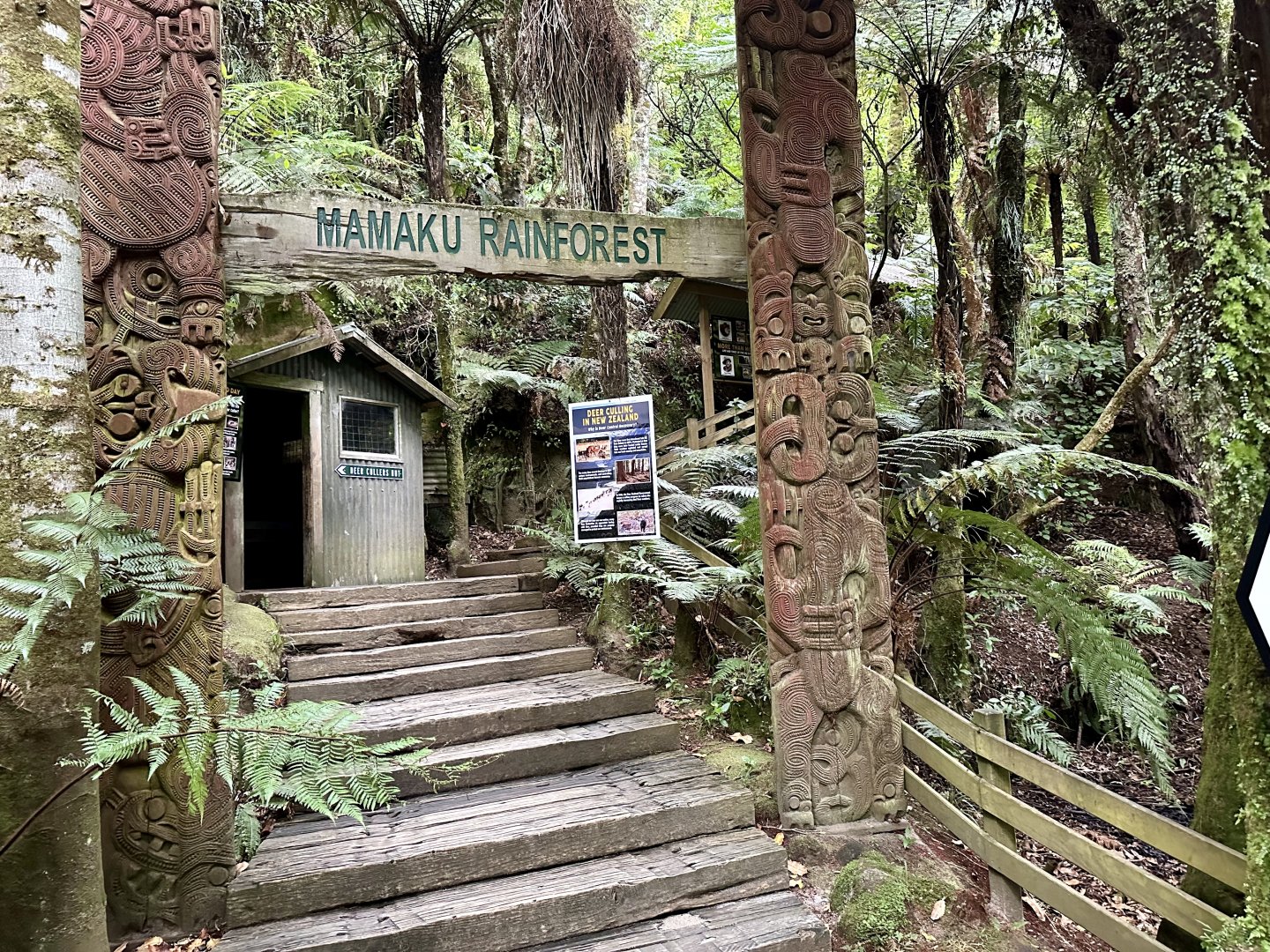 New Zealand Rainforest Trail (Entrance)