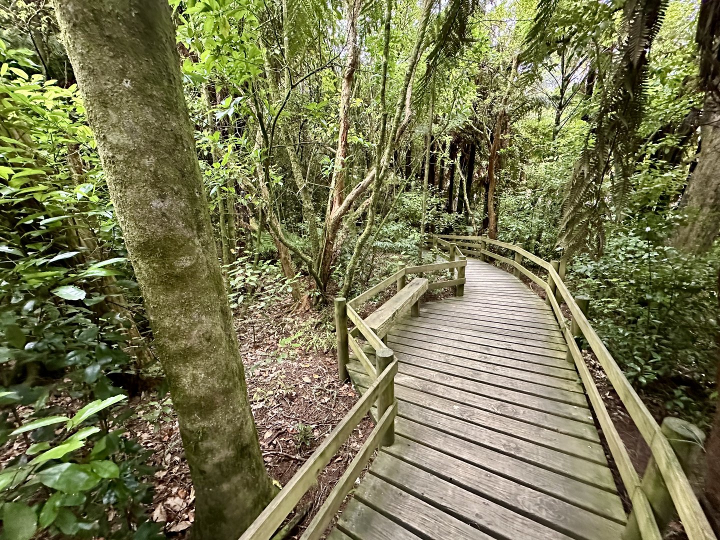 New Zealand Rainforest Trail (Exit)