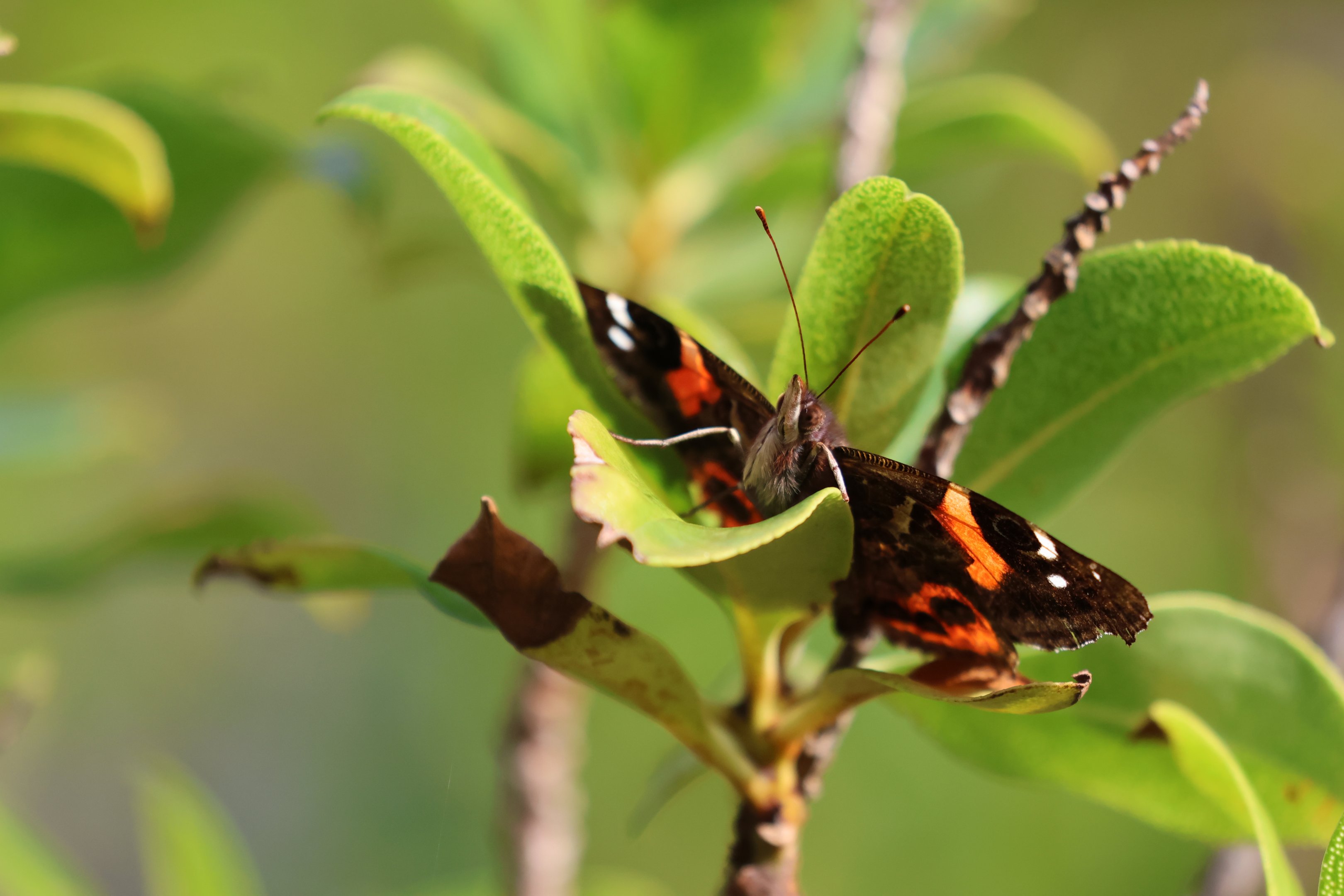 New Zealand Red Admiral (Vanessa gonerilla gonerilla), Pencarrow Coast Road (Lower Hutt, Wellington)