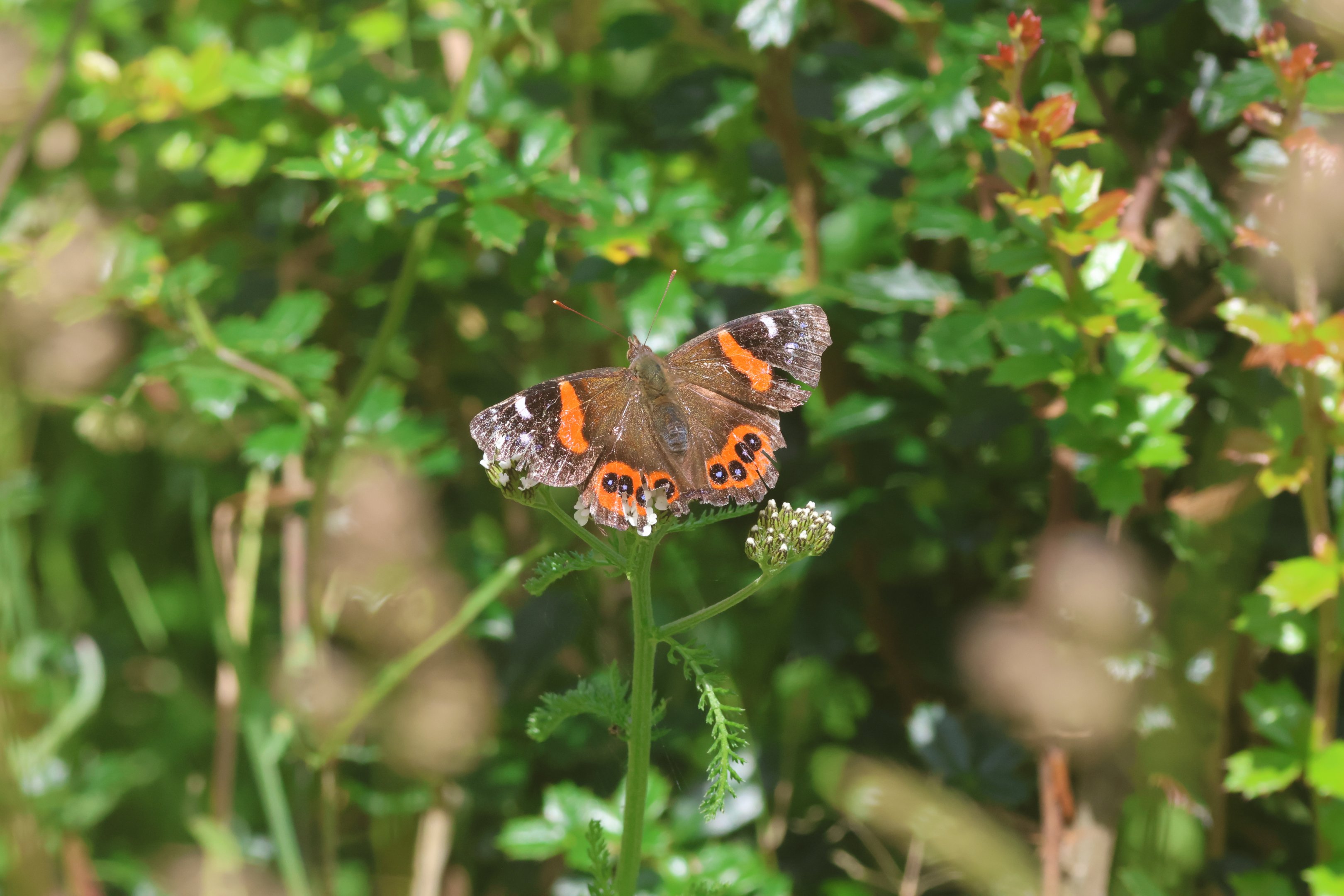 New Zealand Red Admiral (Vanessa gonerilla gonerilla), Skyline Walkway (Wellington City)