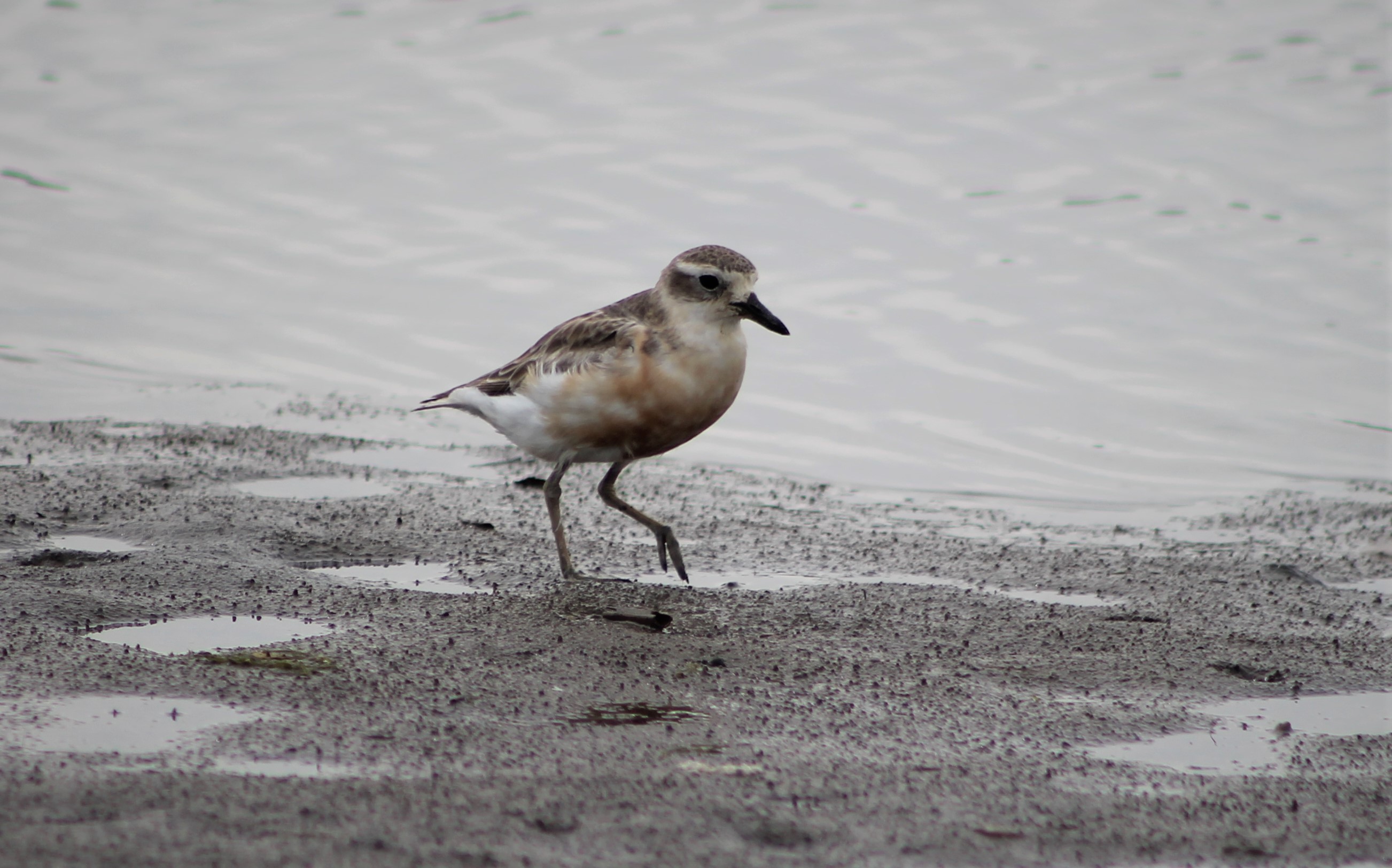New Zealand (Red-breasted) Dotterel