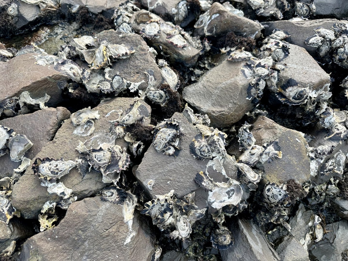 New Zealand rock oyster (Saccostrea glomerata)