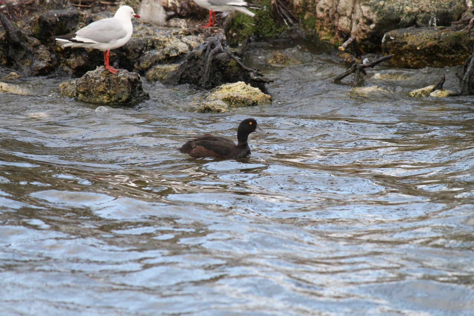 New Zealand Scaup (2013)