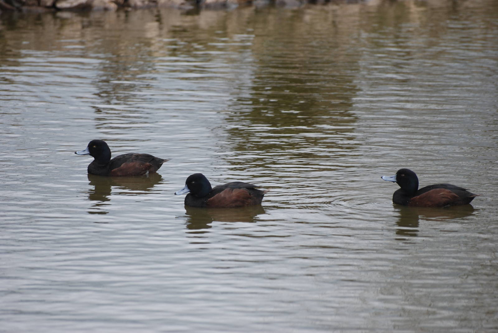 New Zealand Scaup at Blackbrook, 22/04/12