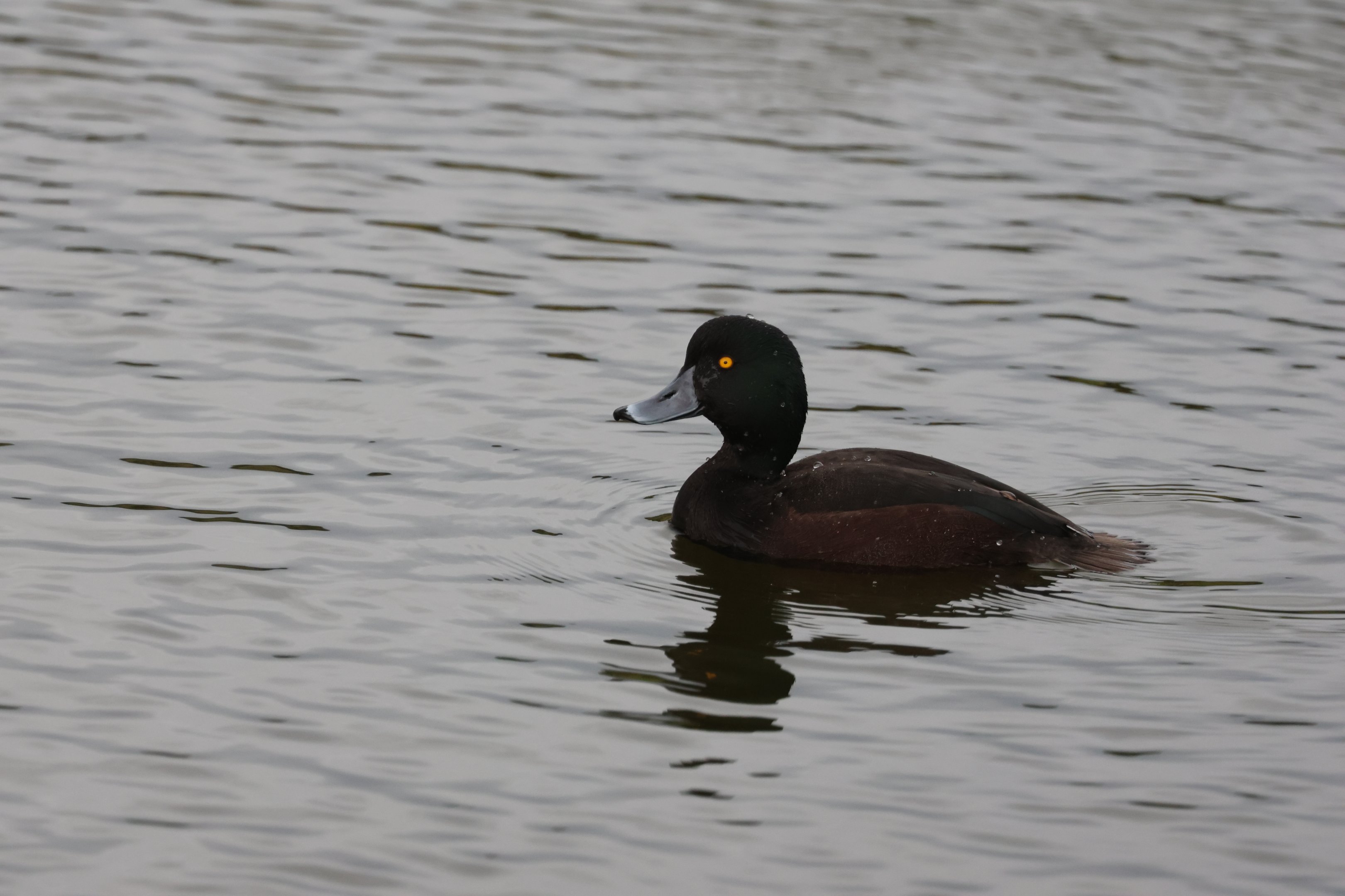 New Zealand Scaup (Aythya novaeseelandiae) drake, Waimanu Lagoons Reserve (Waikanae, Wellington)