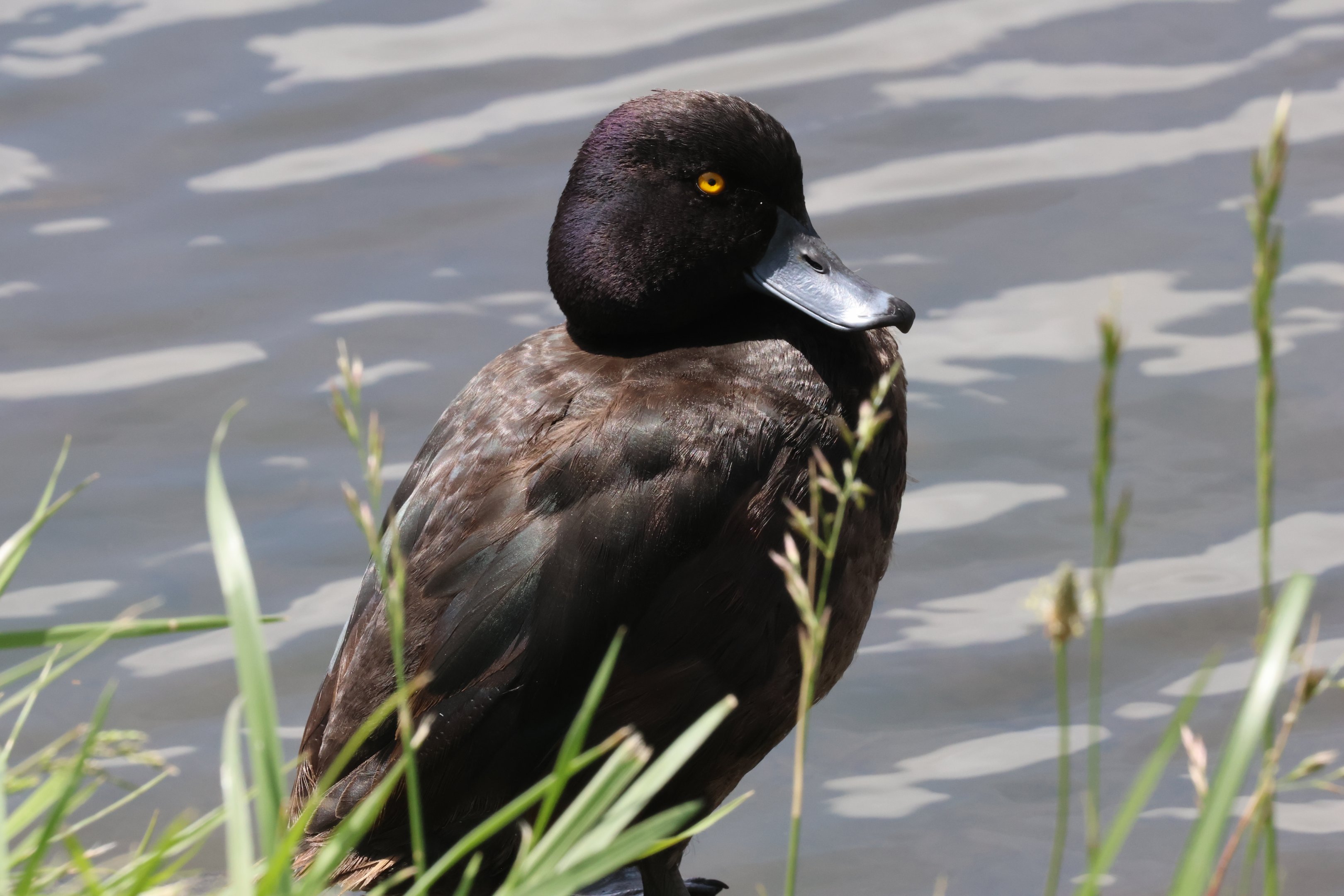 New Zealand Scaup (Aythya novaeseelandiae) drake, Waimanu Lagoons Reserve (Waikanae, Wellington)