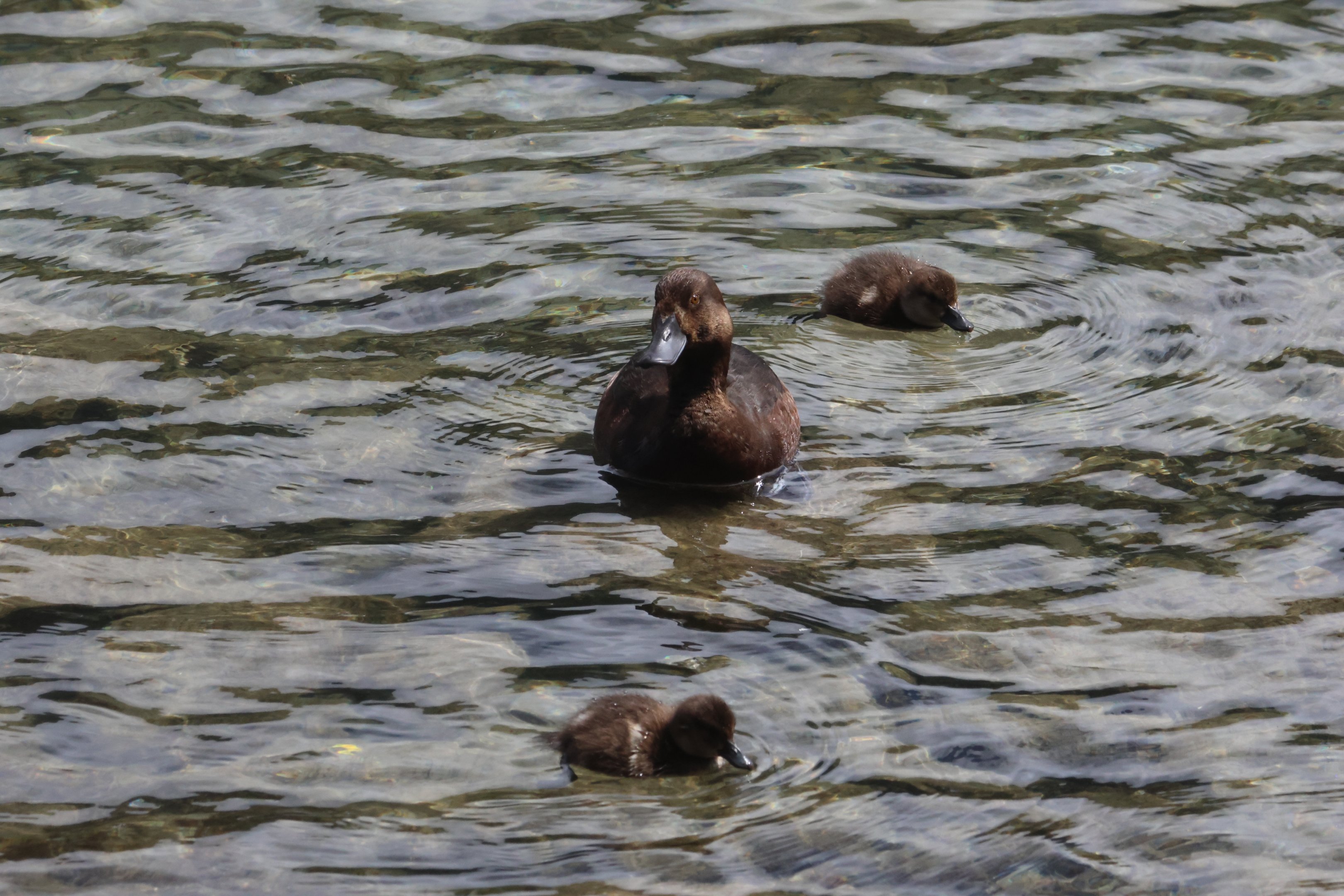 New Zealand Scaup (Aythya novaeseelandiae) female with ducklings, Lake Wakatipu, Queenstown