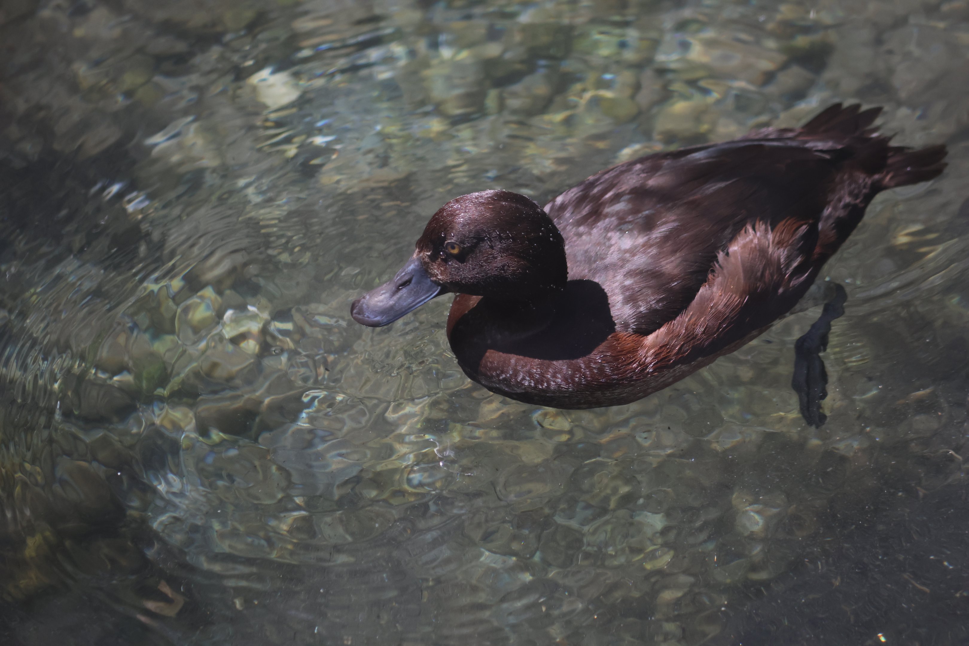 New Zealand Scaup (Aythya novaeseelandiae) female