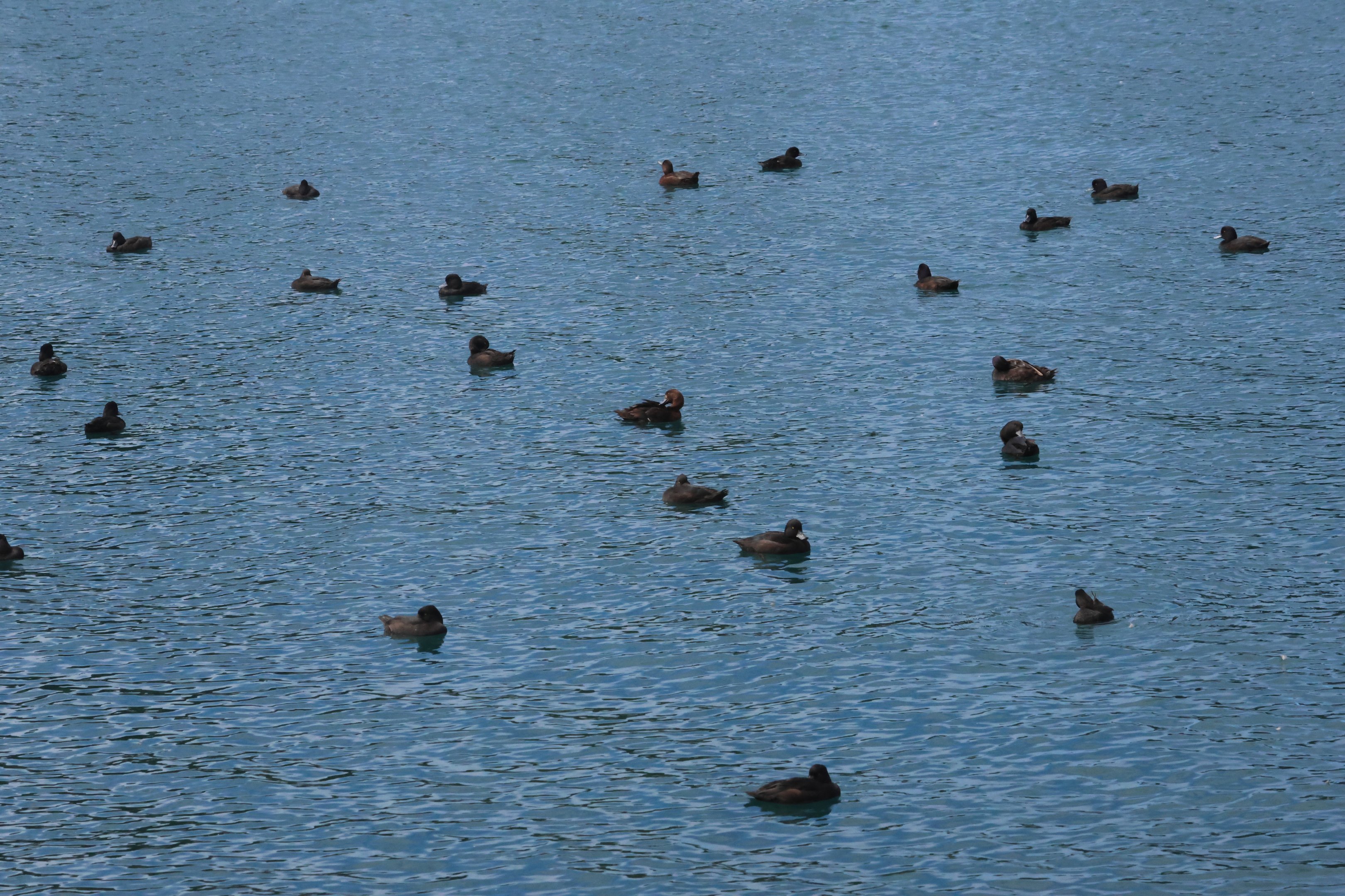 New Zealand Scaup (Aythya novaeseelandiae) flock, Lake Wakatipu, Queenstown