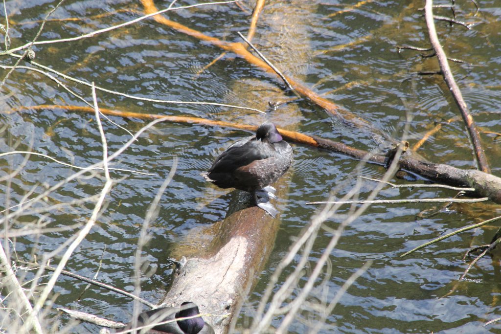 New Zealand Scaup (Aythya novaeseelandiae)