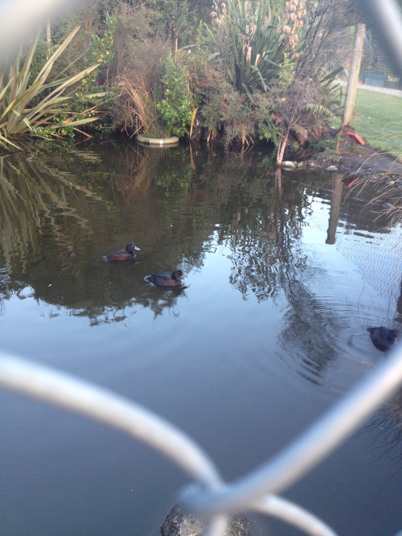 New Zealand Scaup (Aythya novaeseelandiae)