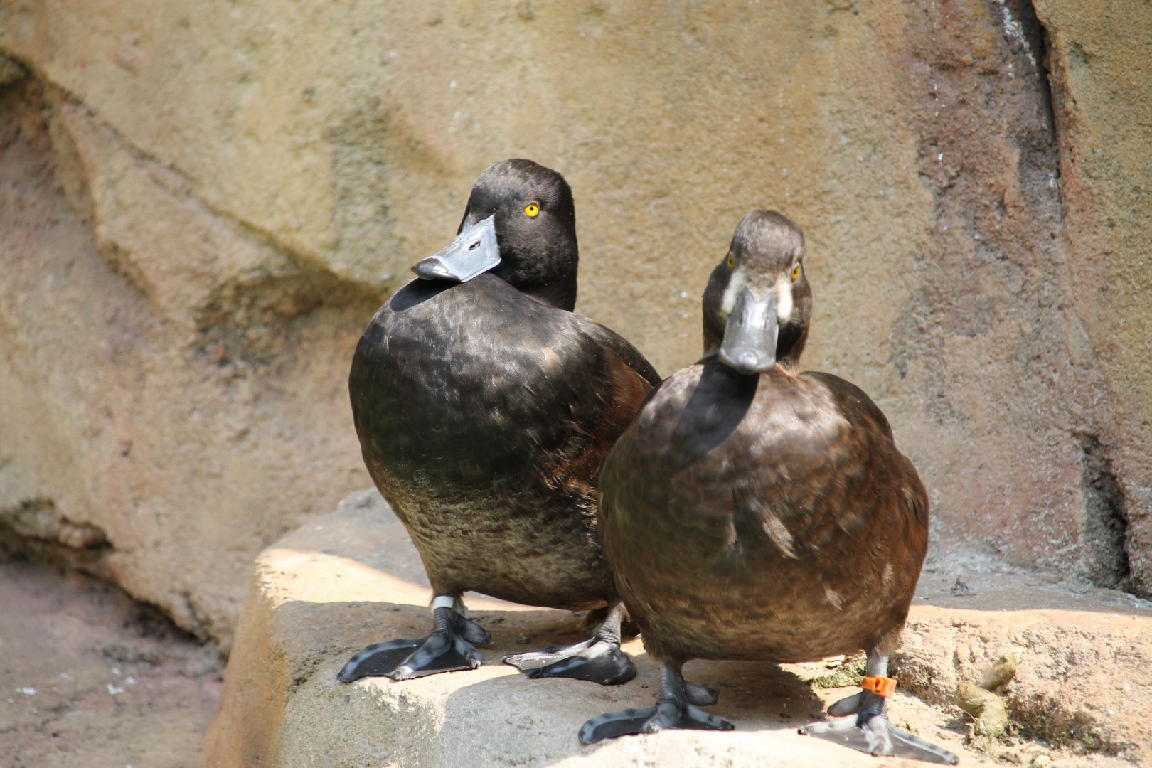 New zealand scaup (Aythya novaeseelandiae)