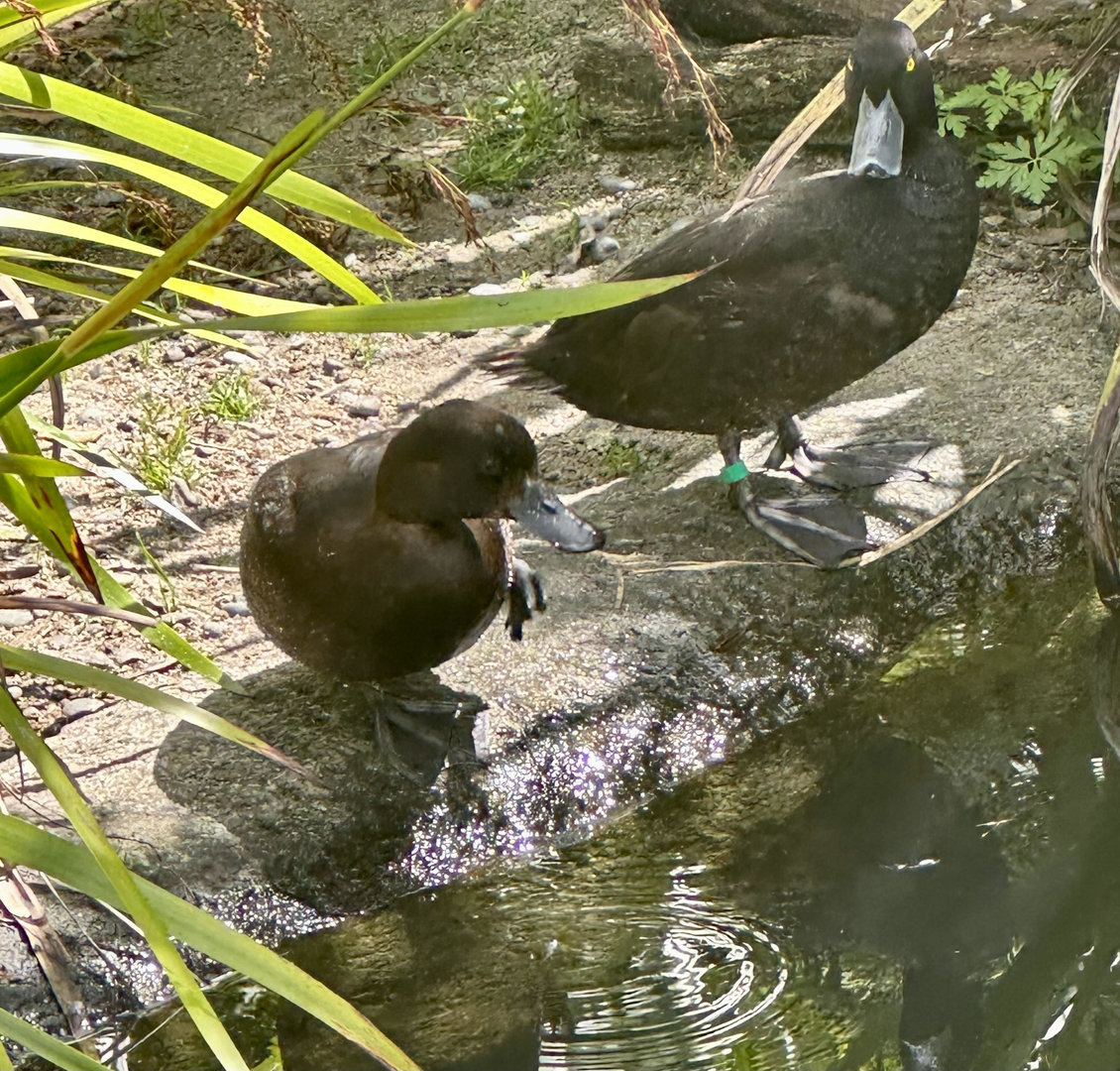New Zealand scaup (Aythya novaeseelandiae)