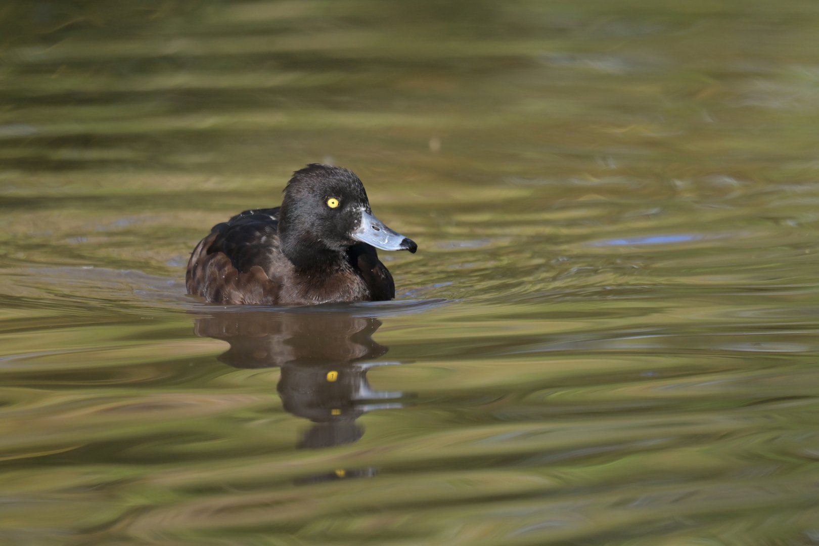 New Zealand Scaup Aythya novaeseelandiae