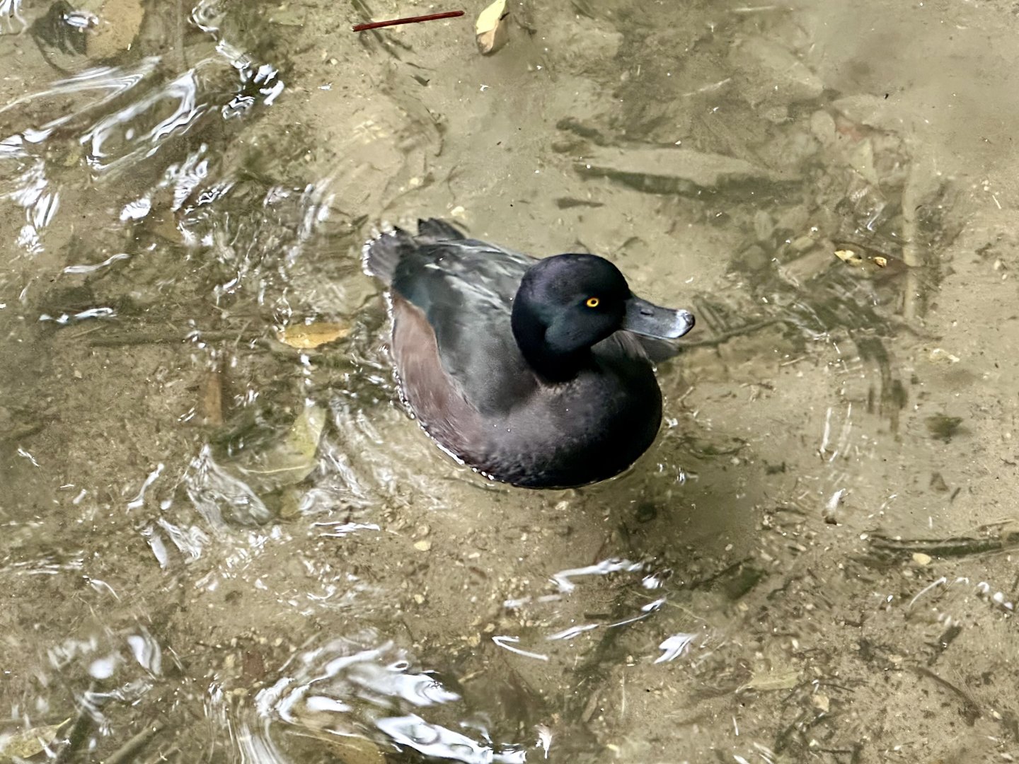 New Zealand scaup (Aythya novaeseelandiae)