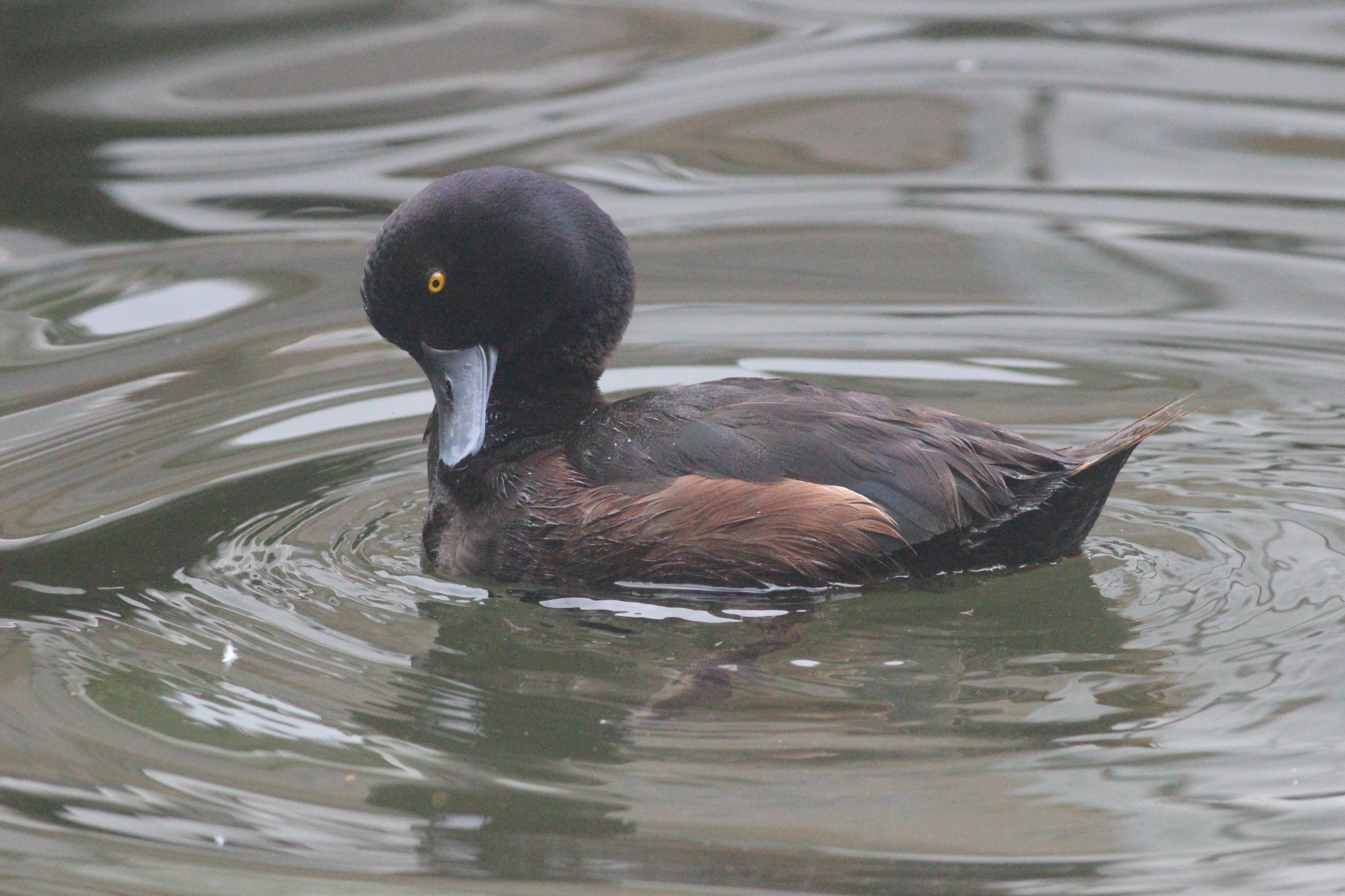 New Zealand Scaup drake