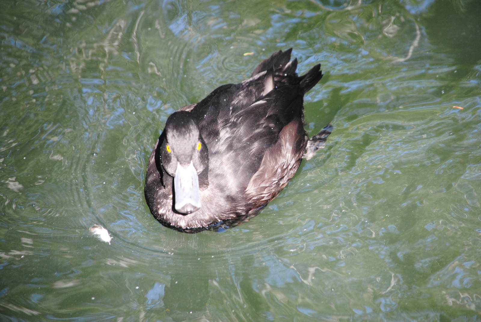 New Zealand Scaup? (duck pond in Children's Zone)