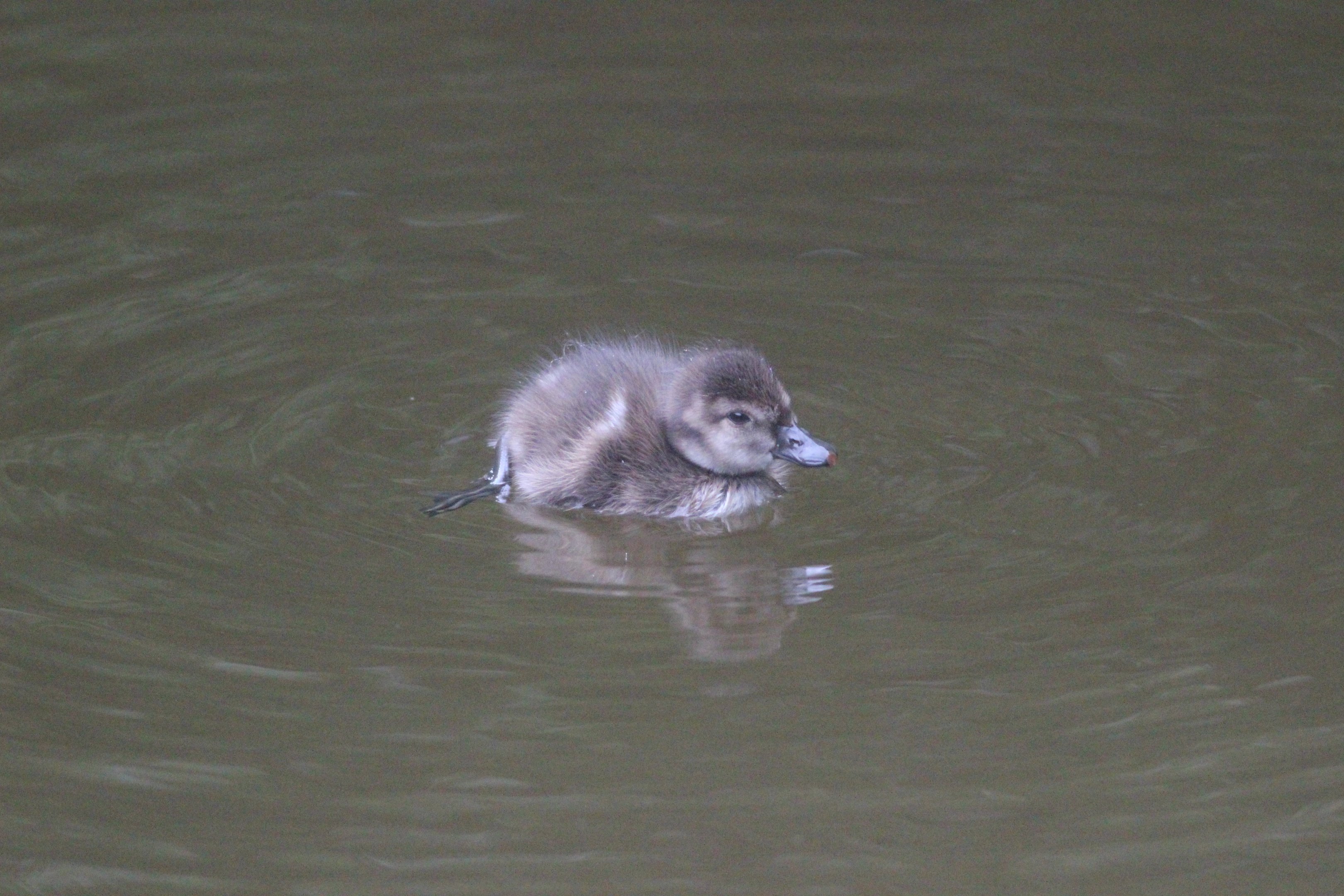 New Zealand Scaup duckling